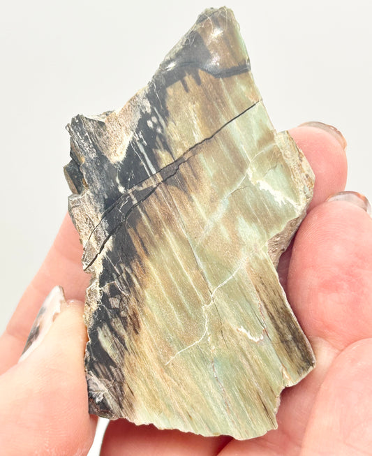 Green-Blue Petrified Wood 🪵 #3 From Turkey 🇹🇷