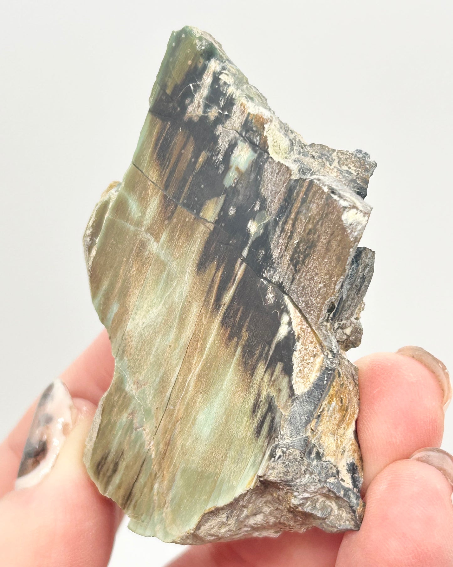 Green-Blue Petrified Wood 🪵 #3 From Turkey 🇹🇷