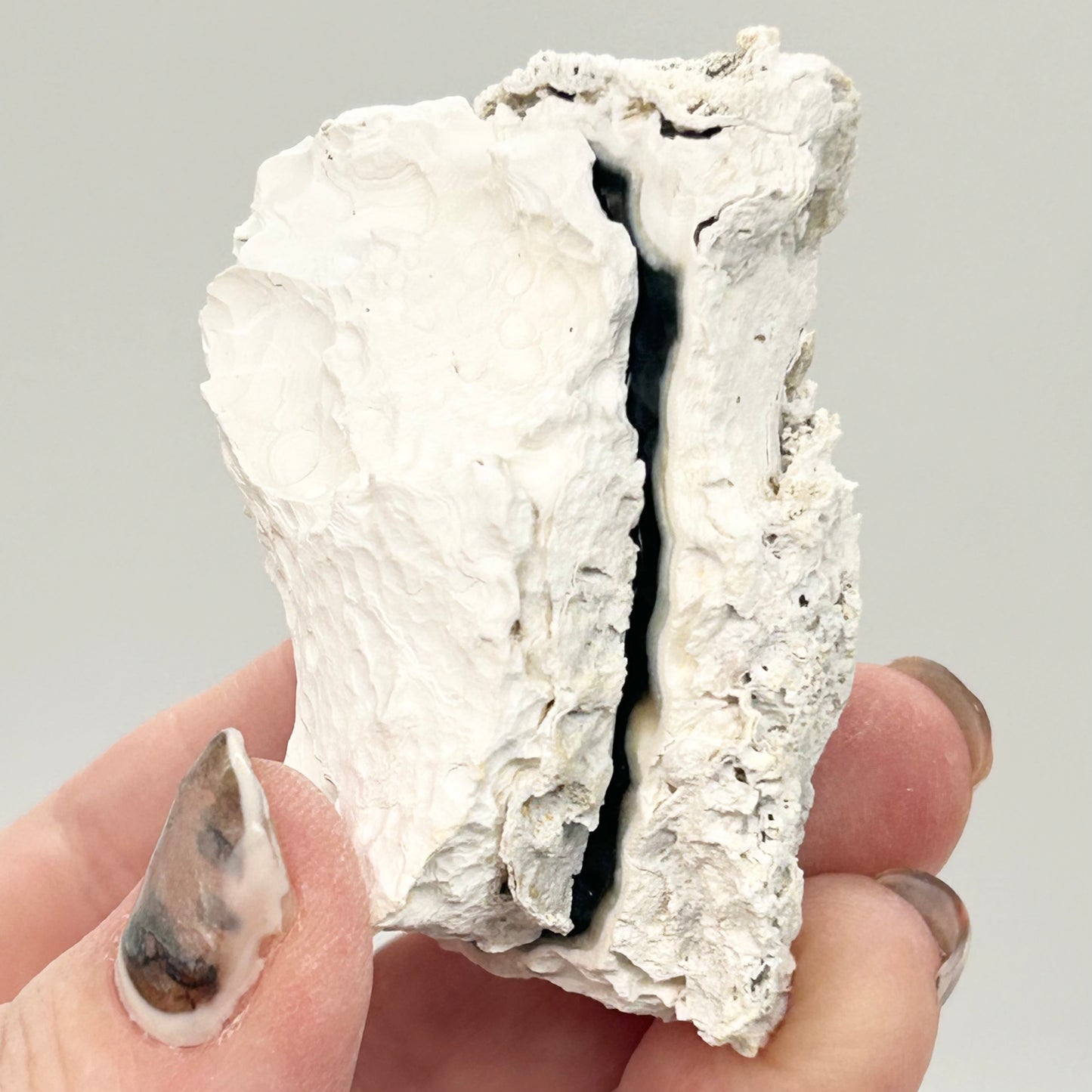 Fossilised Coral 🪸 Double #4 Limited Edition From Florida, USA 🇺🇸