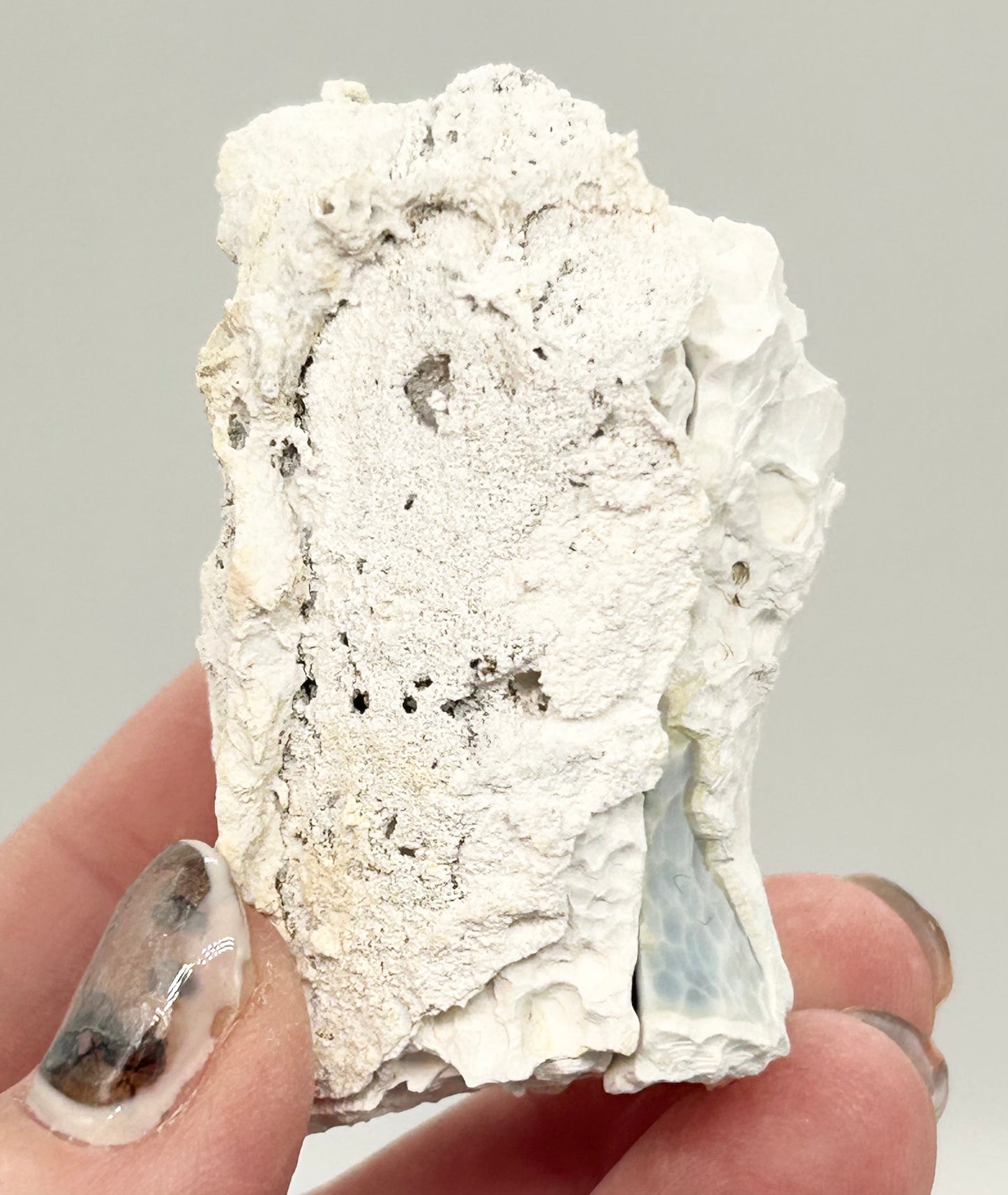 Fossilised Coral 🪸 Double #4 Limited Edition From Florida, USA 🇺🇸