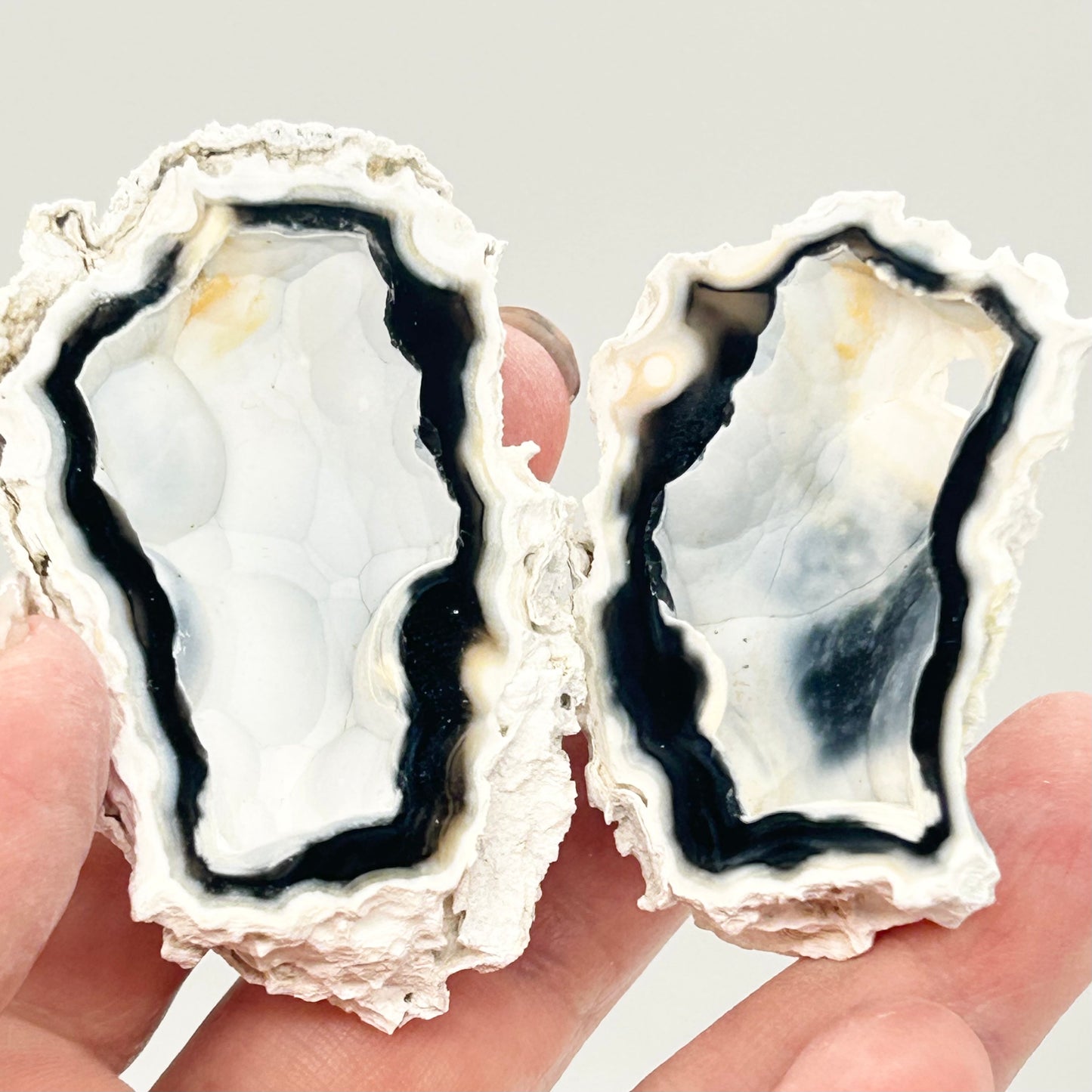 Fossilised Coral 🪸 Double #4 Limited Edition From Florida, USA 🇺🇸