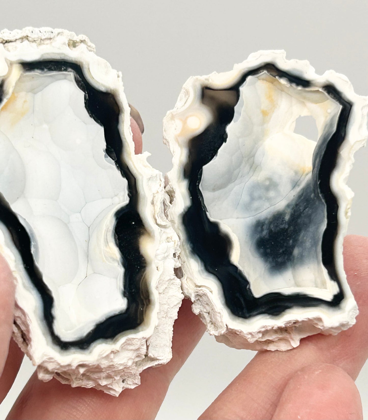 Fossilised Coral 🪸 Double #4 Limited Edition From Florida, USA 🇺🇸