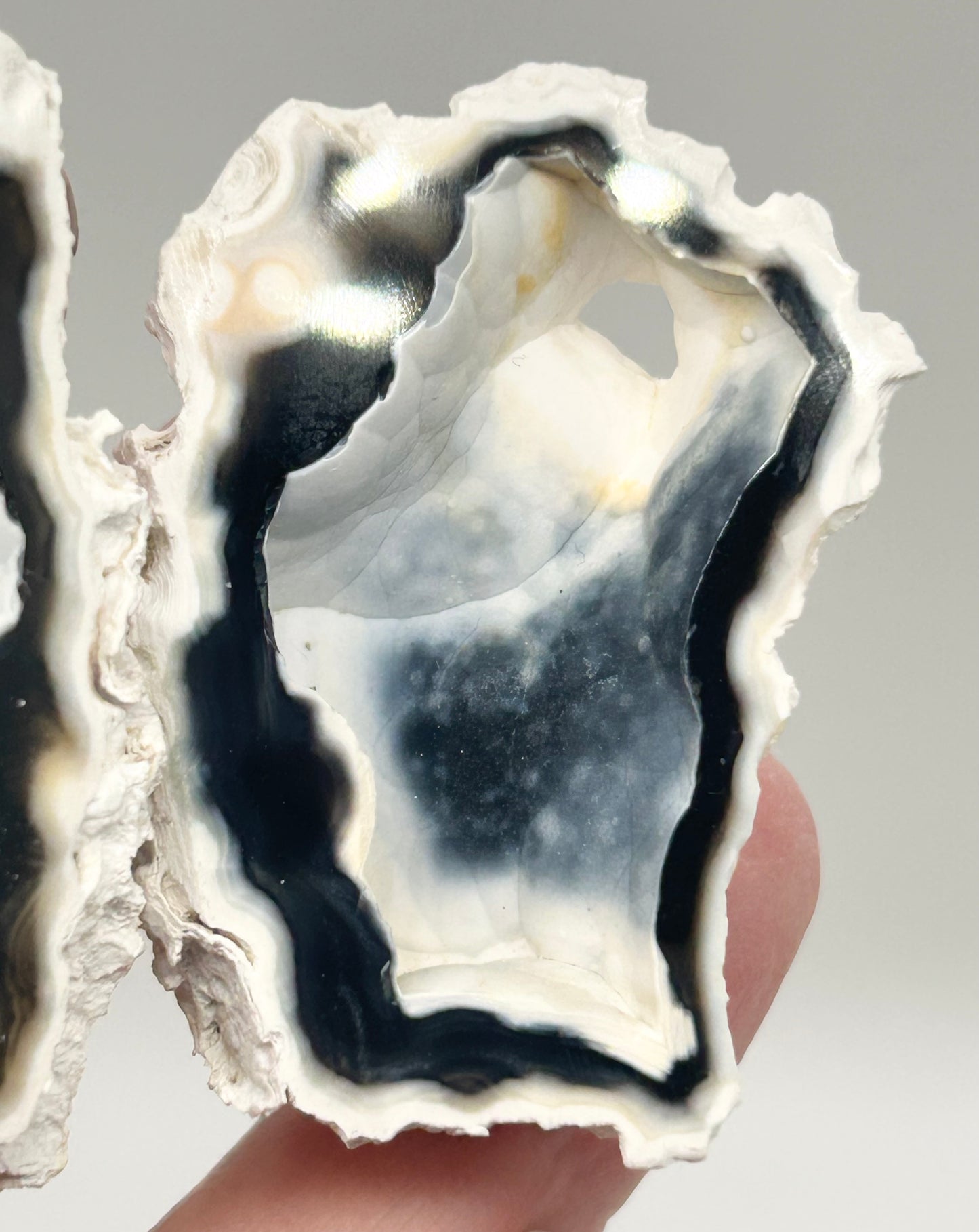 Fossilised Coral 🪸 Double #4 Limited Edition From Florida, USA 🇺🇸