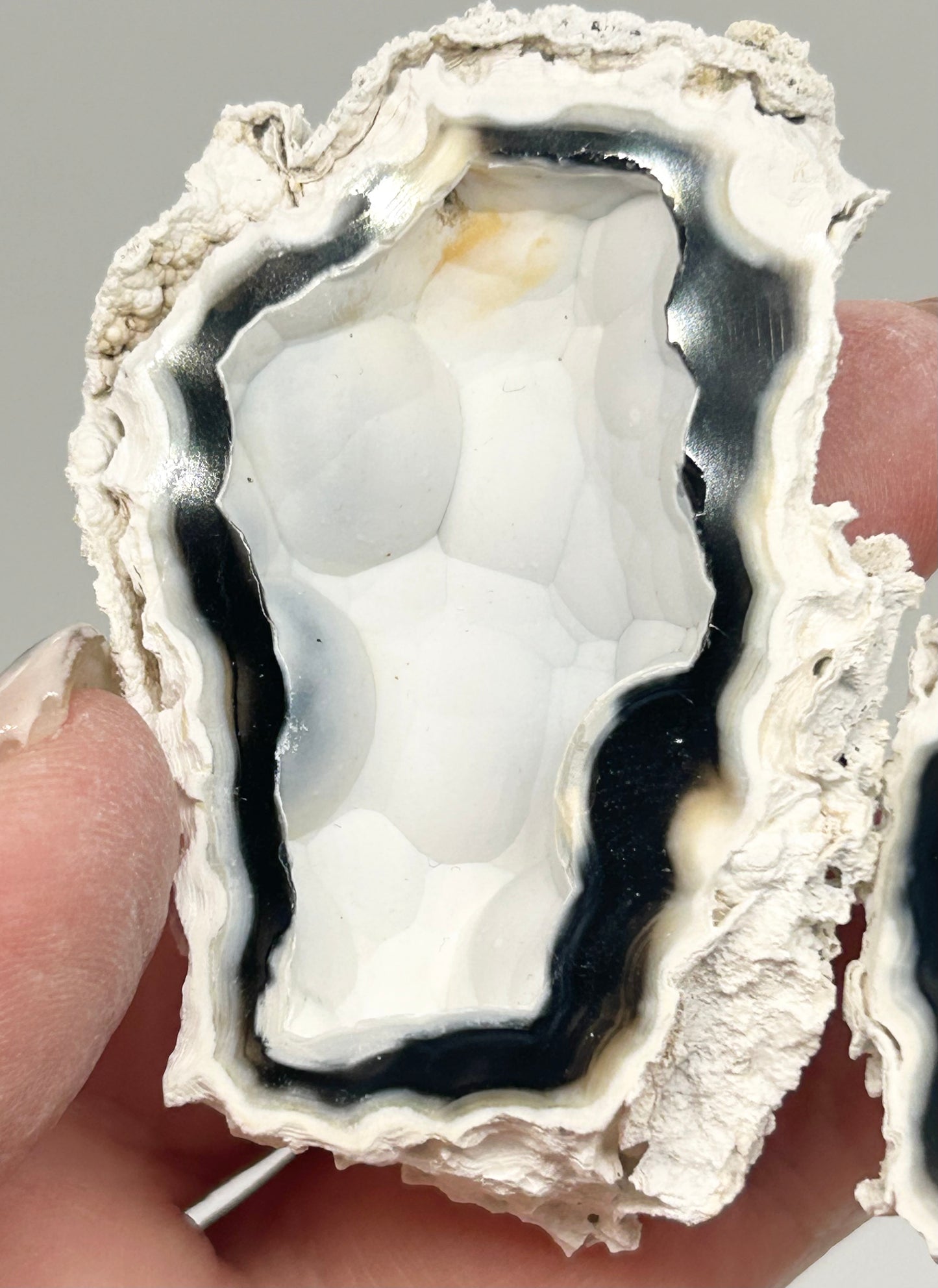 Fossilised Coral 🪸 Double #4 Limited Edition From Florida, USA 🇺🇸
