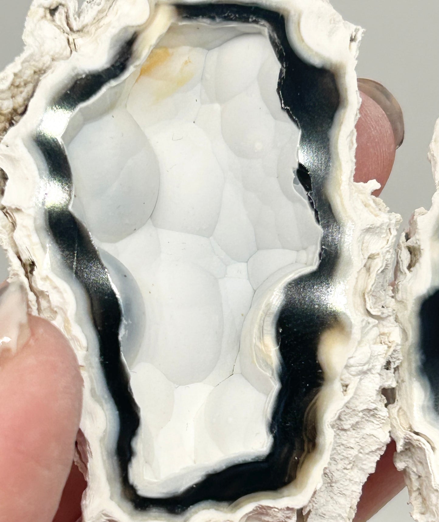 Fossilised Coral 🪸 Double #4 Limited Edition From Florida, USA 🇺🇸