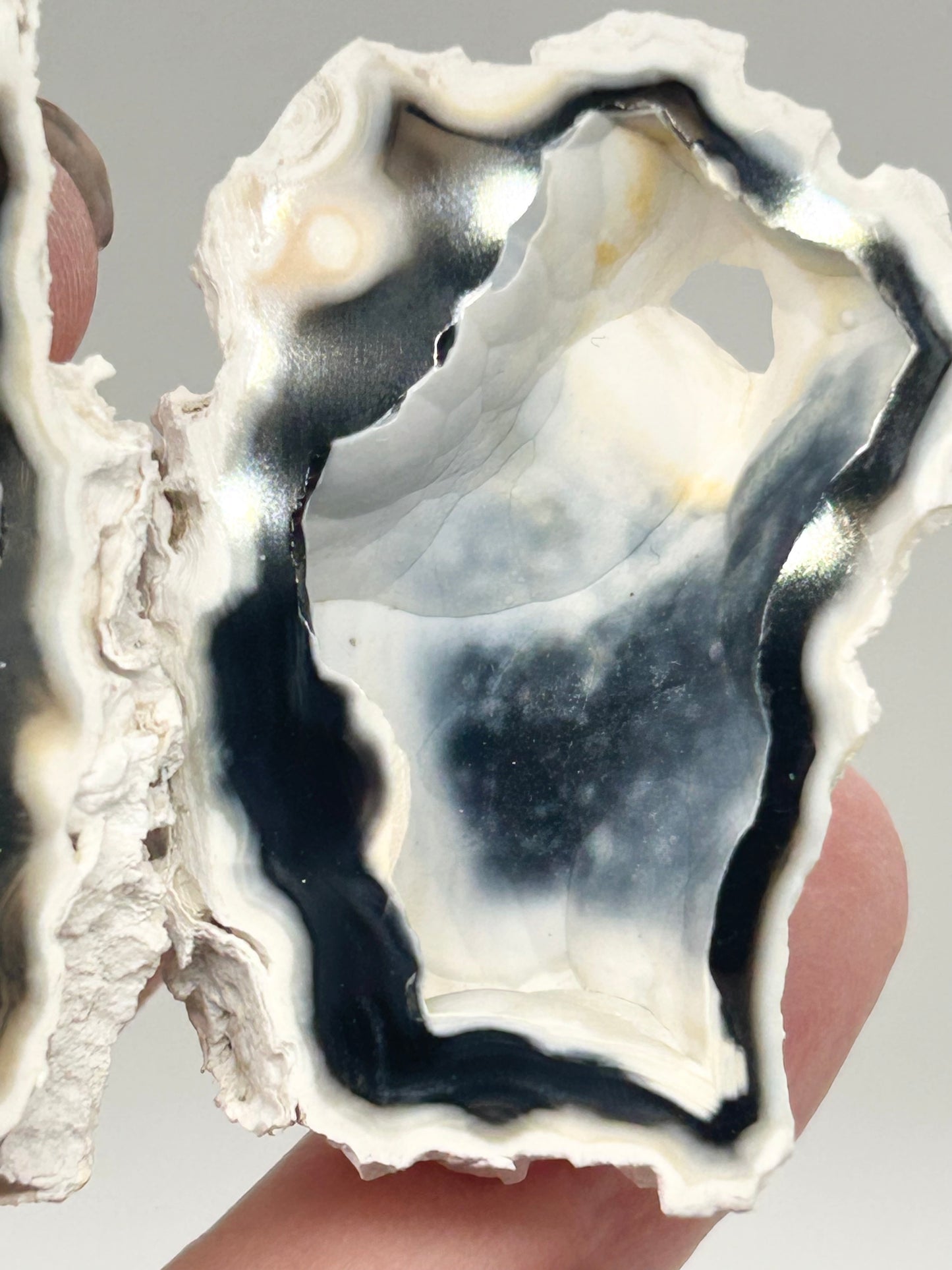 Fossilised Coral 🪸 Double #4 Limited Edition From Florida, USA 🇺🇸