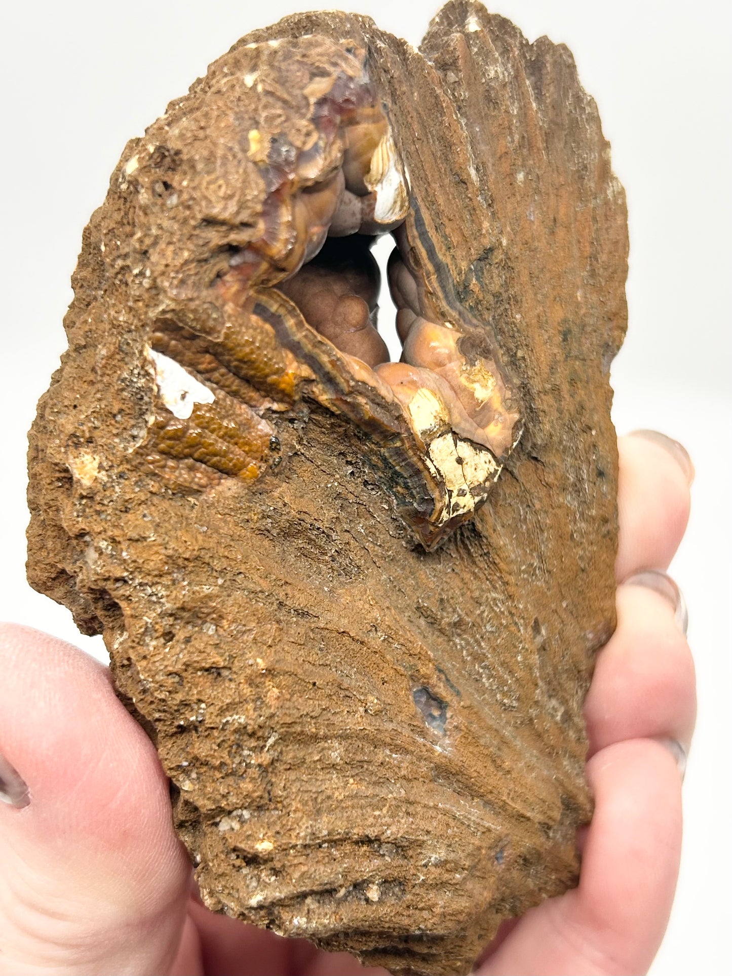 Fossilised Coral 🪸 XL Double #8 Limited Edition From Florida, USA 🇺🇸