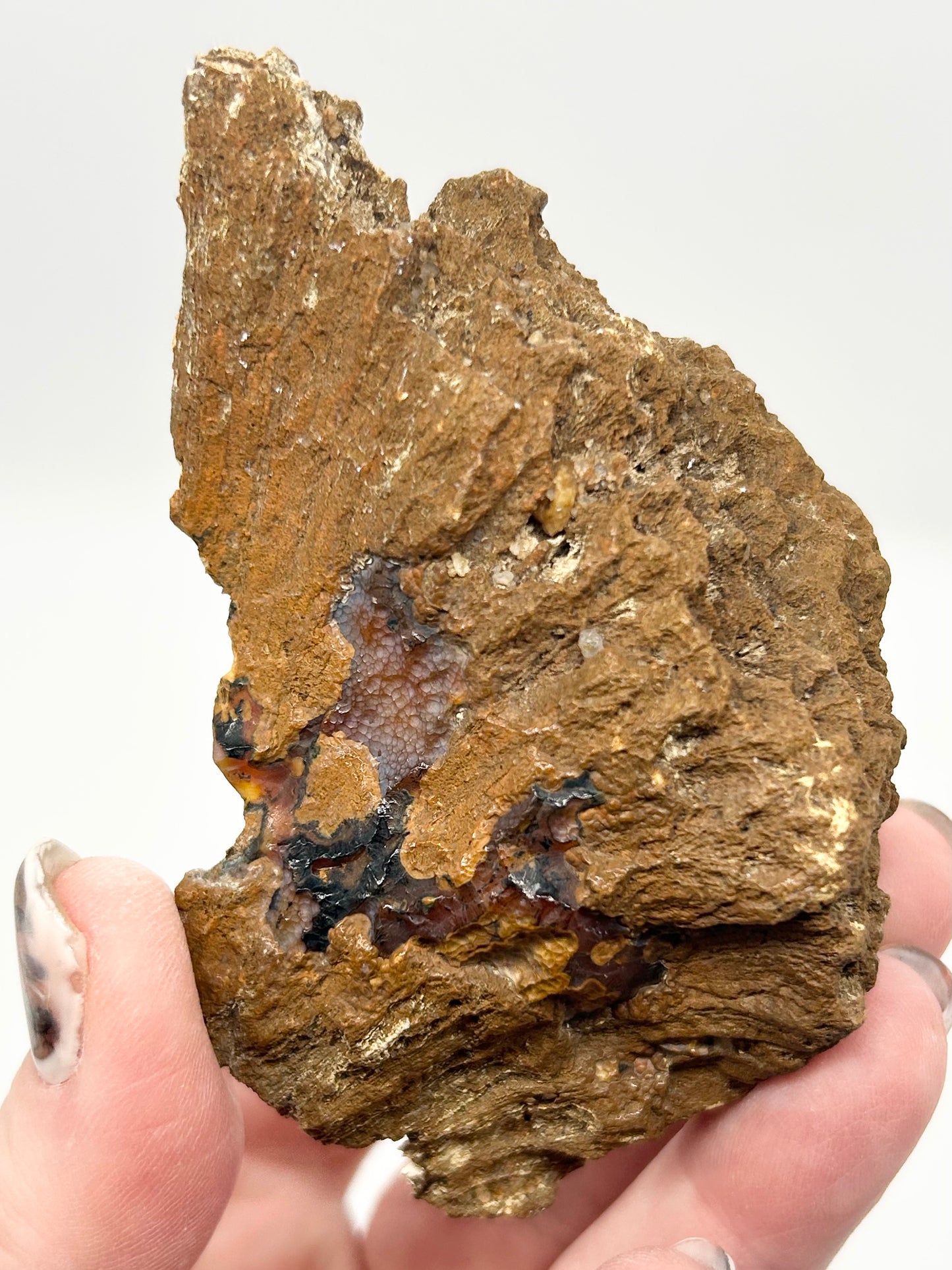 Fossilised Coral 🪸 XL Double #8 Limited Edition From Florida, USA 🇺🇸