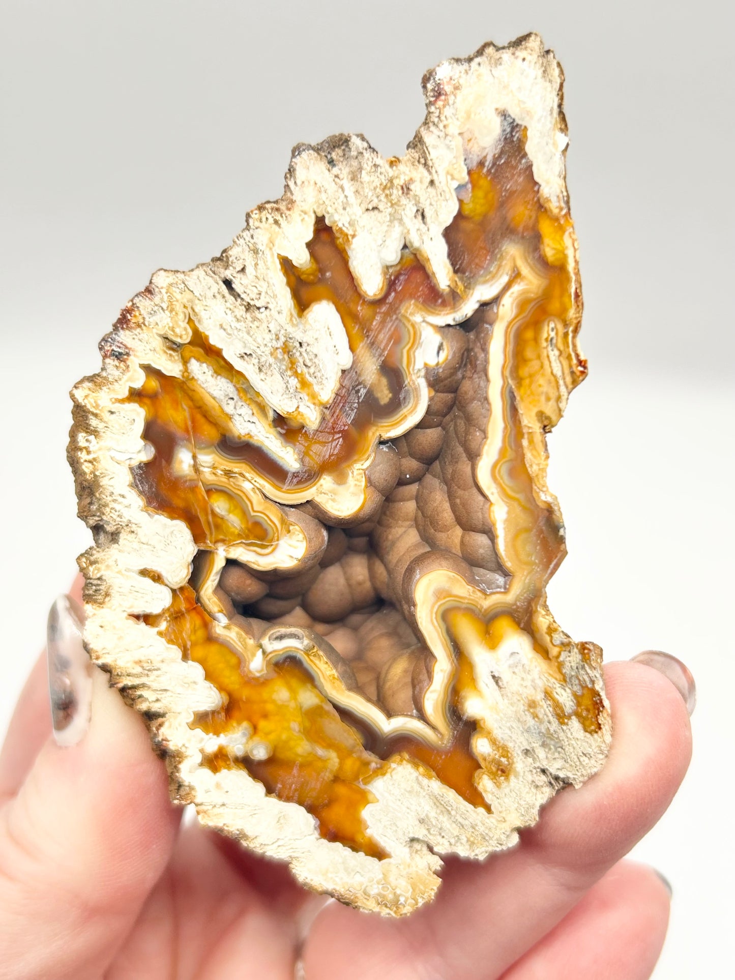 Fossilised Coral 🪸 XL Double #8 Limited Edition From Florida, USA 🇺🇸