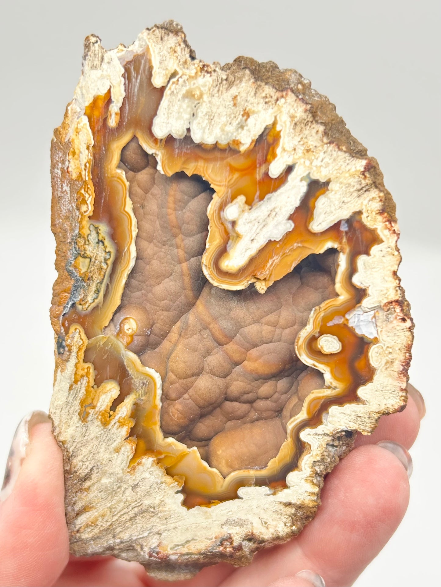 Fossilised Coral 🪸 XL Double #8 Limited Edition From Florida, USA 🇺🇸