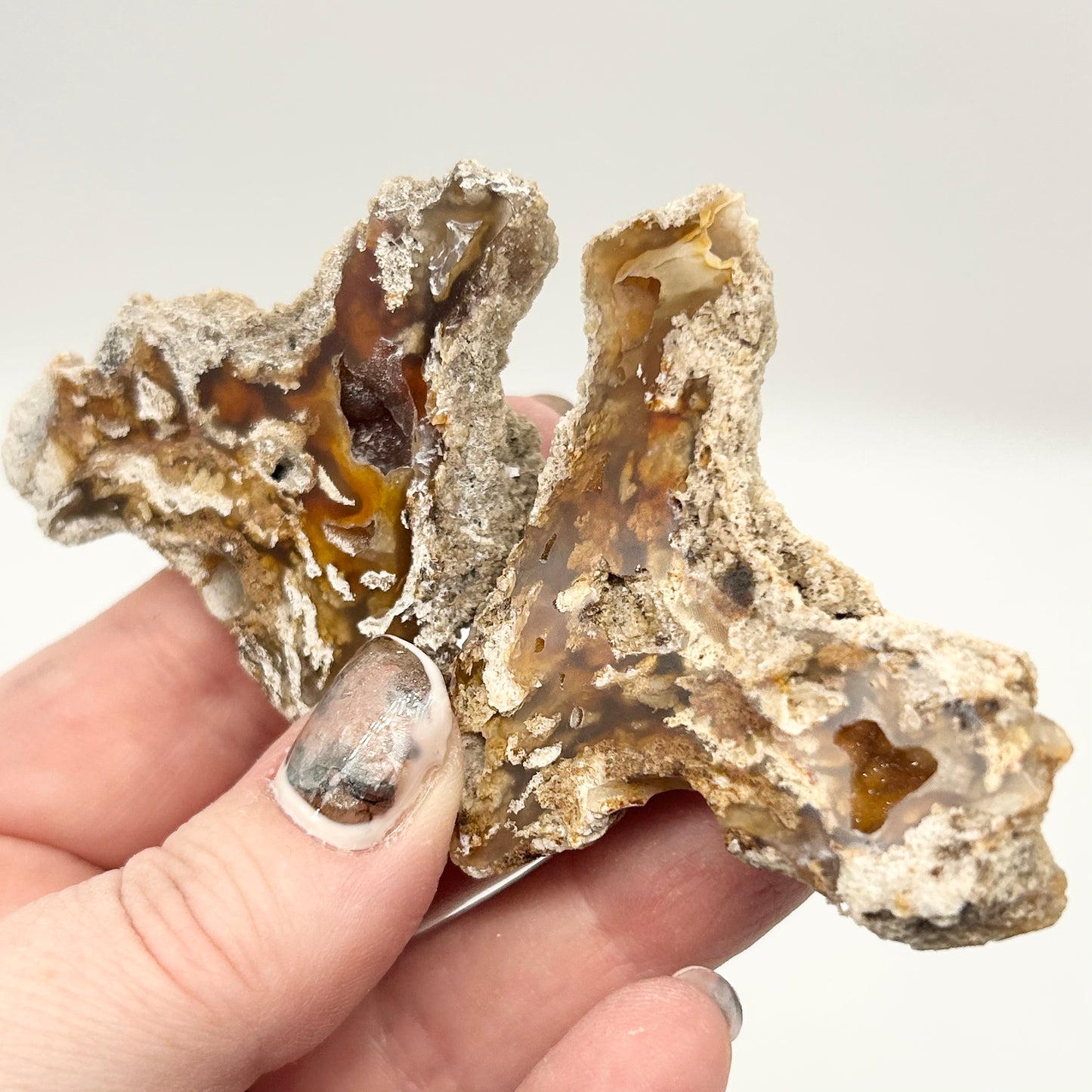 Fossilised Coral 🪸 Double #7 .Limited Edition From Florida, USA 🇺🇸