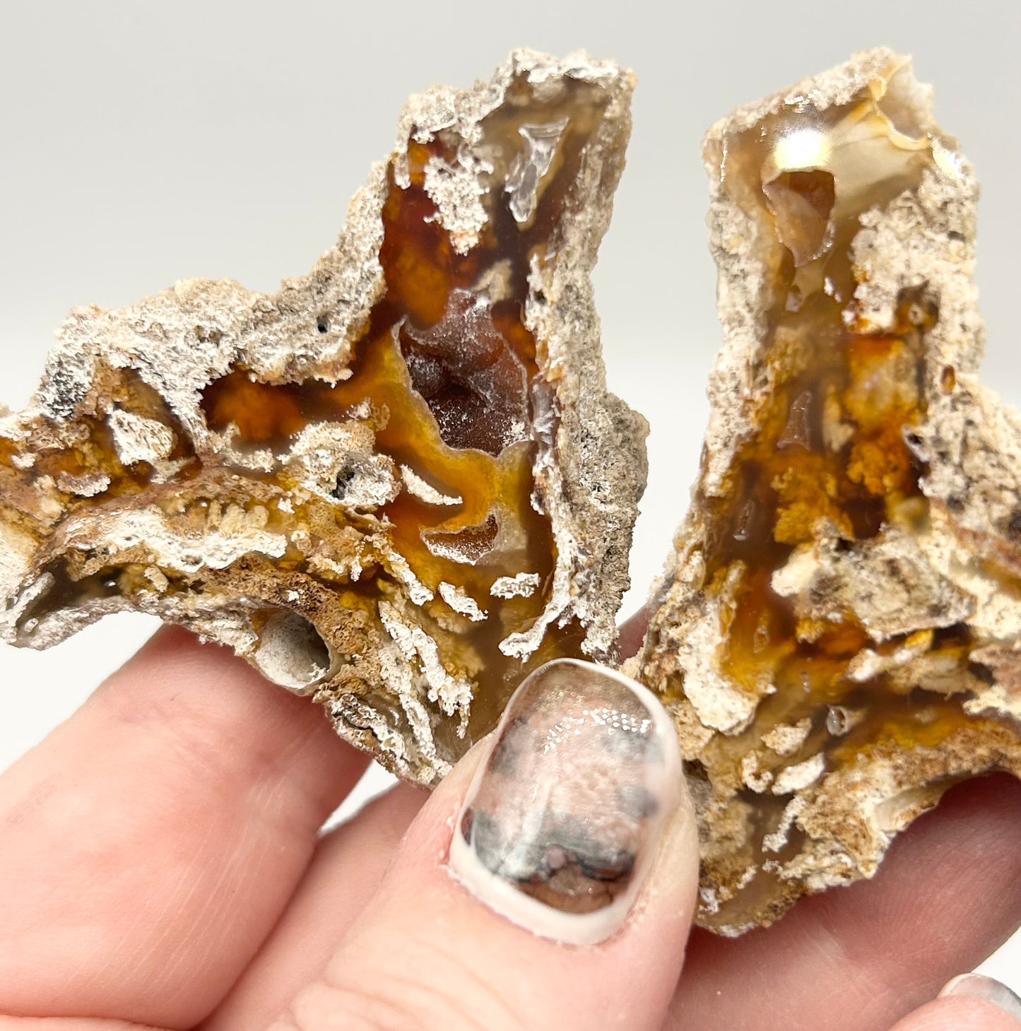 Fossilised Coral 🪸 Double #7 .Limited Edition From Florida, USA 🇺🇸