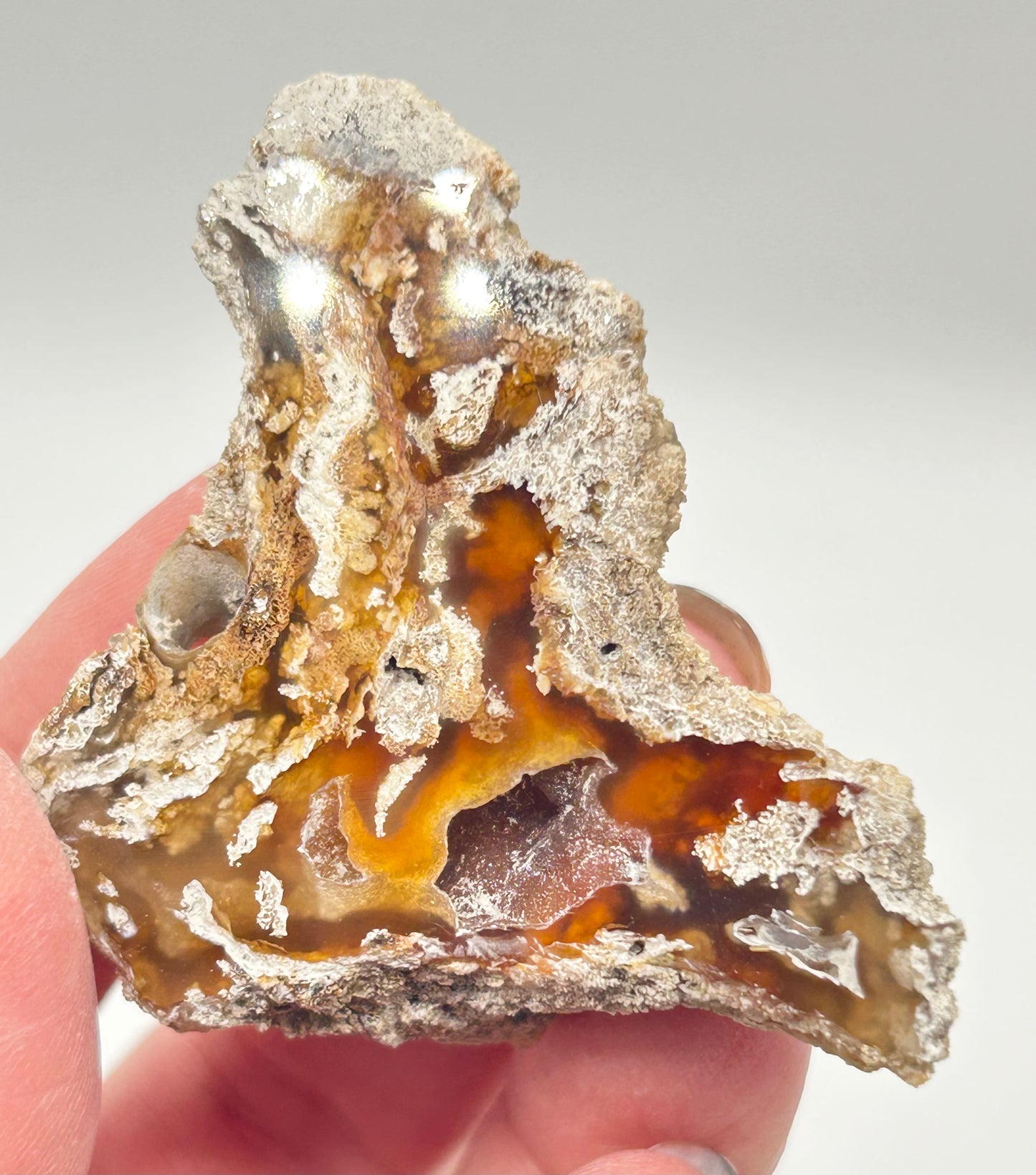 Fossilised Coral 🪸 Double #7 .Limited Edition From Florida, USA 🇺🇸