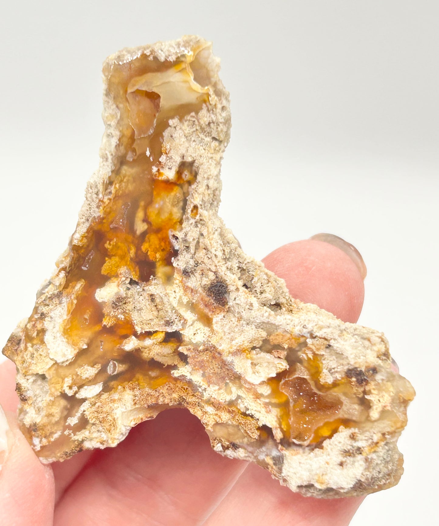 Fossilised Coral 🪸 Double #7 .Limited Edition From Florida, USA 🇺🇸