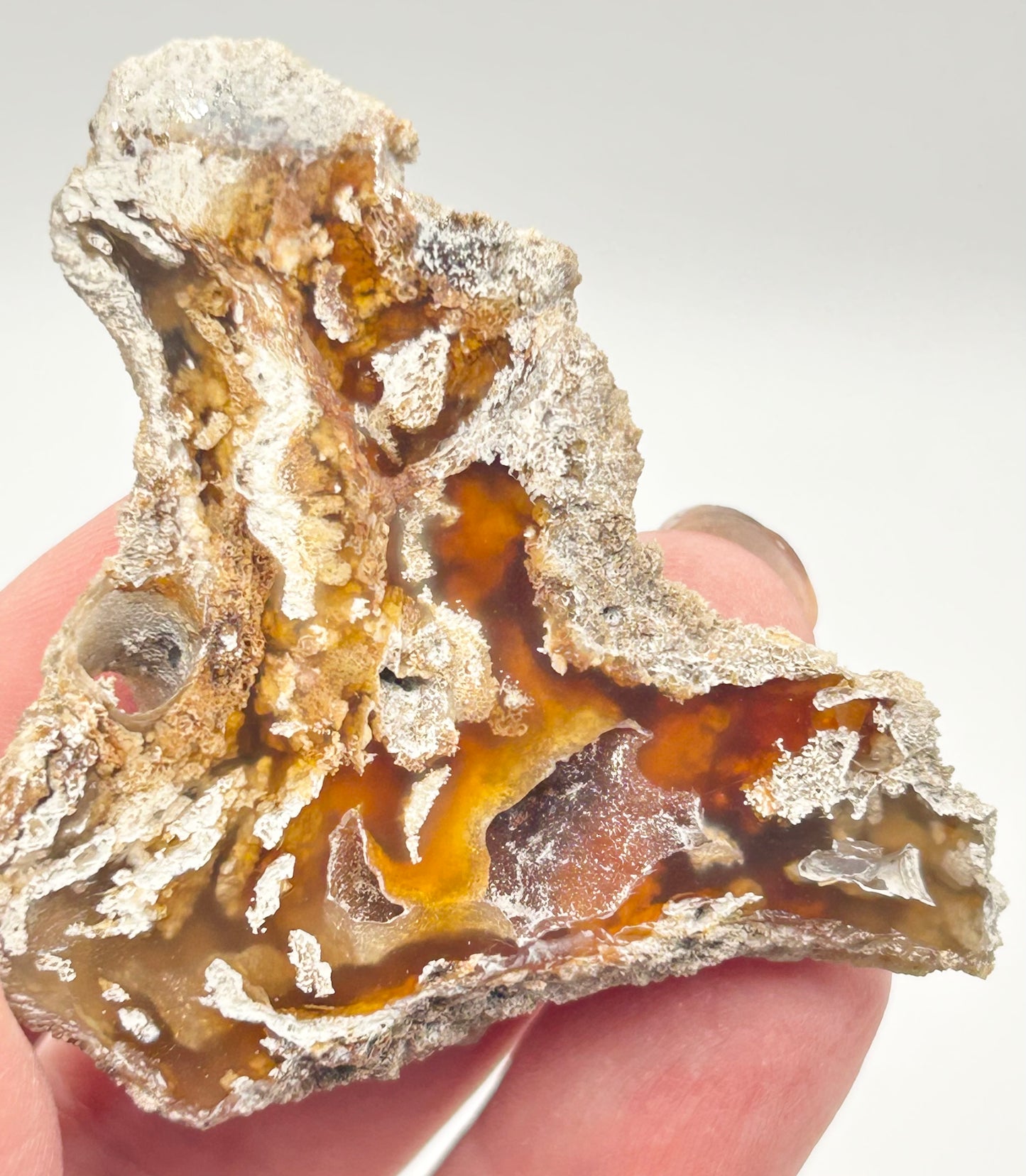 Fossilised Coral 🪸 Double #7 .Limited Edition From Florida, USA 🇺🇸