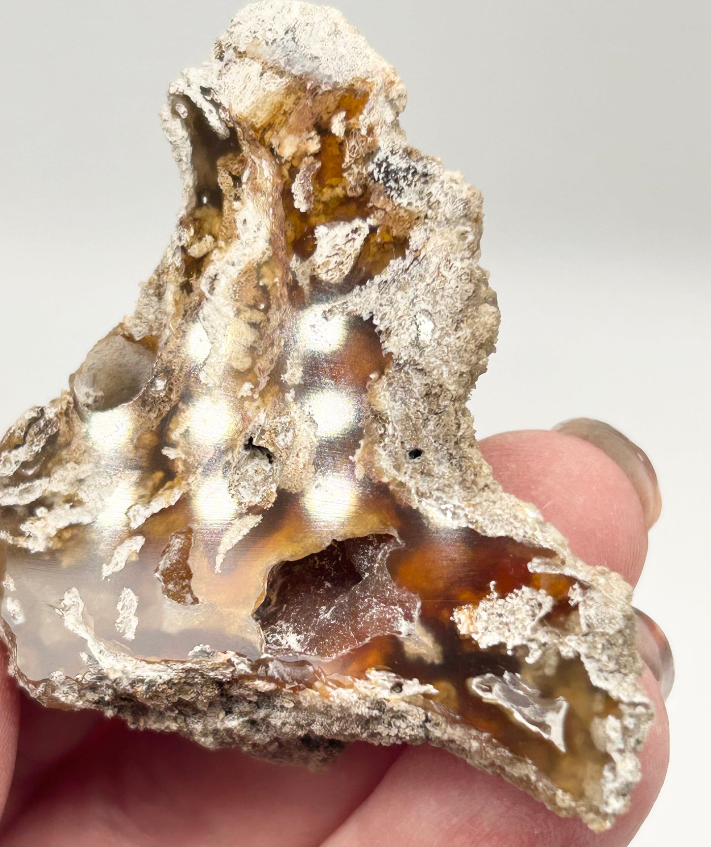 Fossilised Coral 🪸 Double #7 .Limited Edition From Florida, USA 🇺🇸