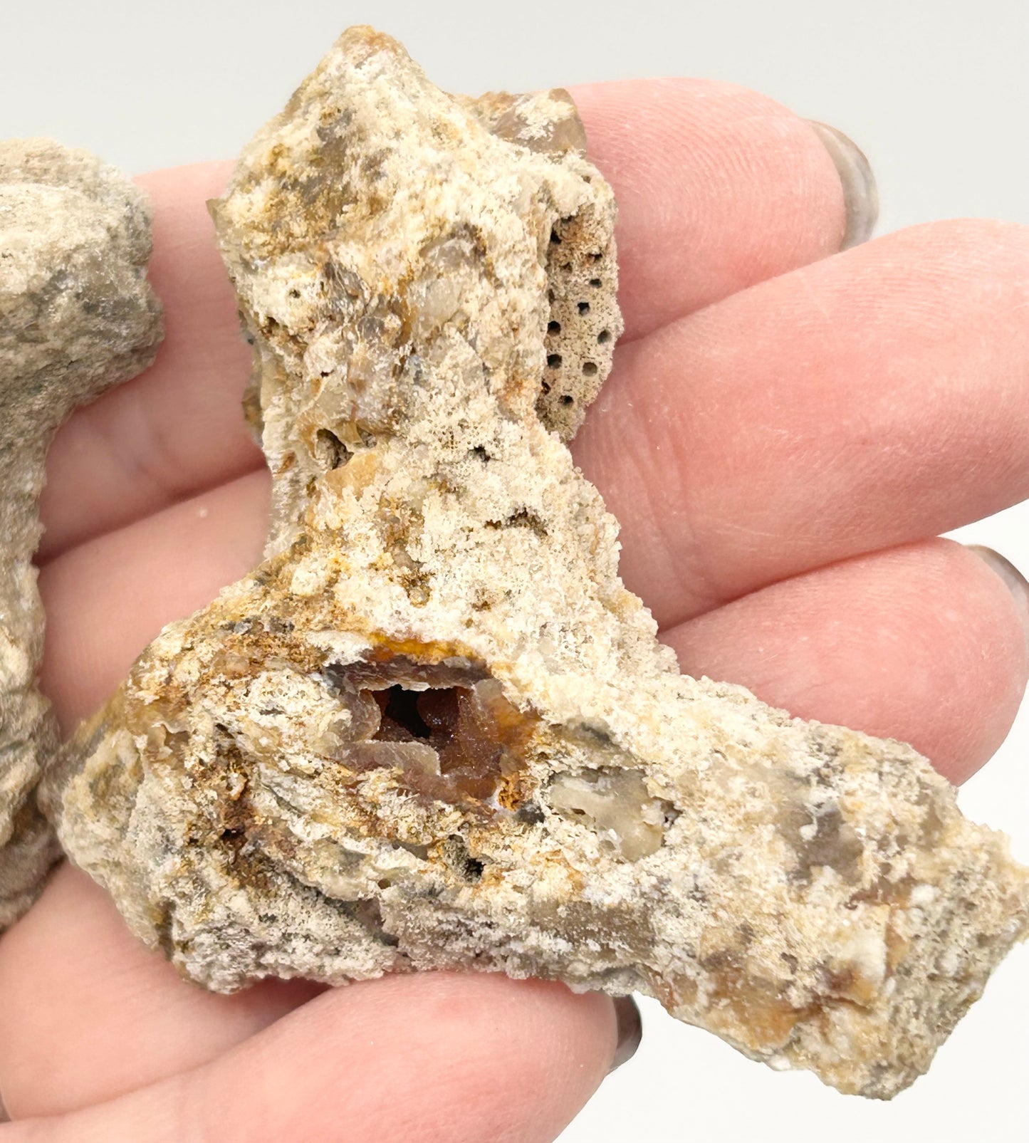 Fossilised Coral 🪸 Double #7 .Limited Edition From Florida, USA 🇺🇸