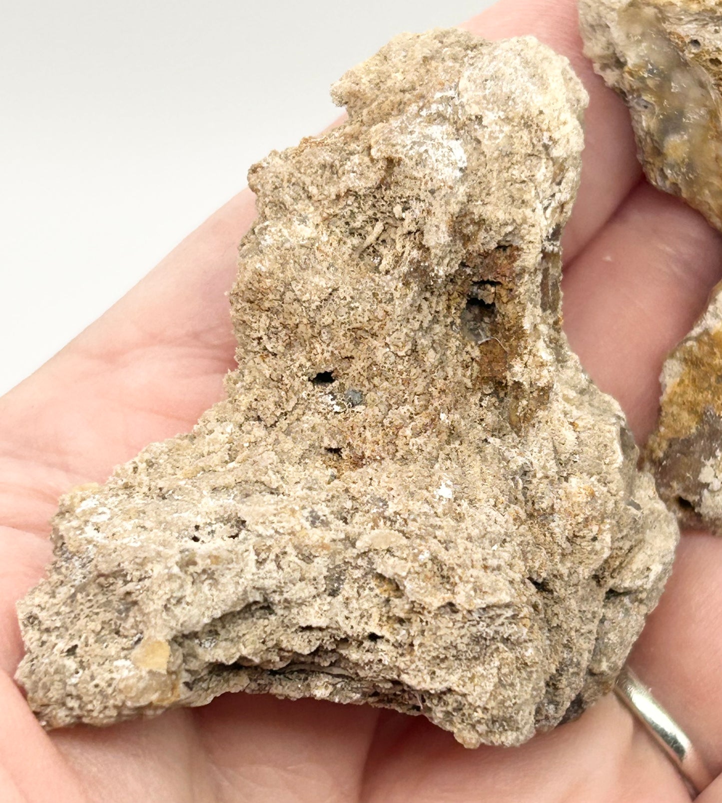 Fossilised Coral 🪸 Double #7 .Limited Edition From Florida, USA 🇺🇸