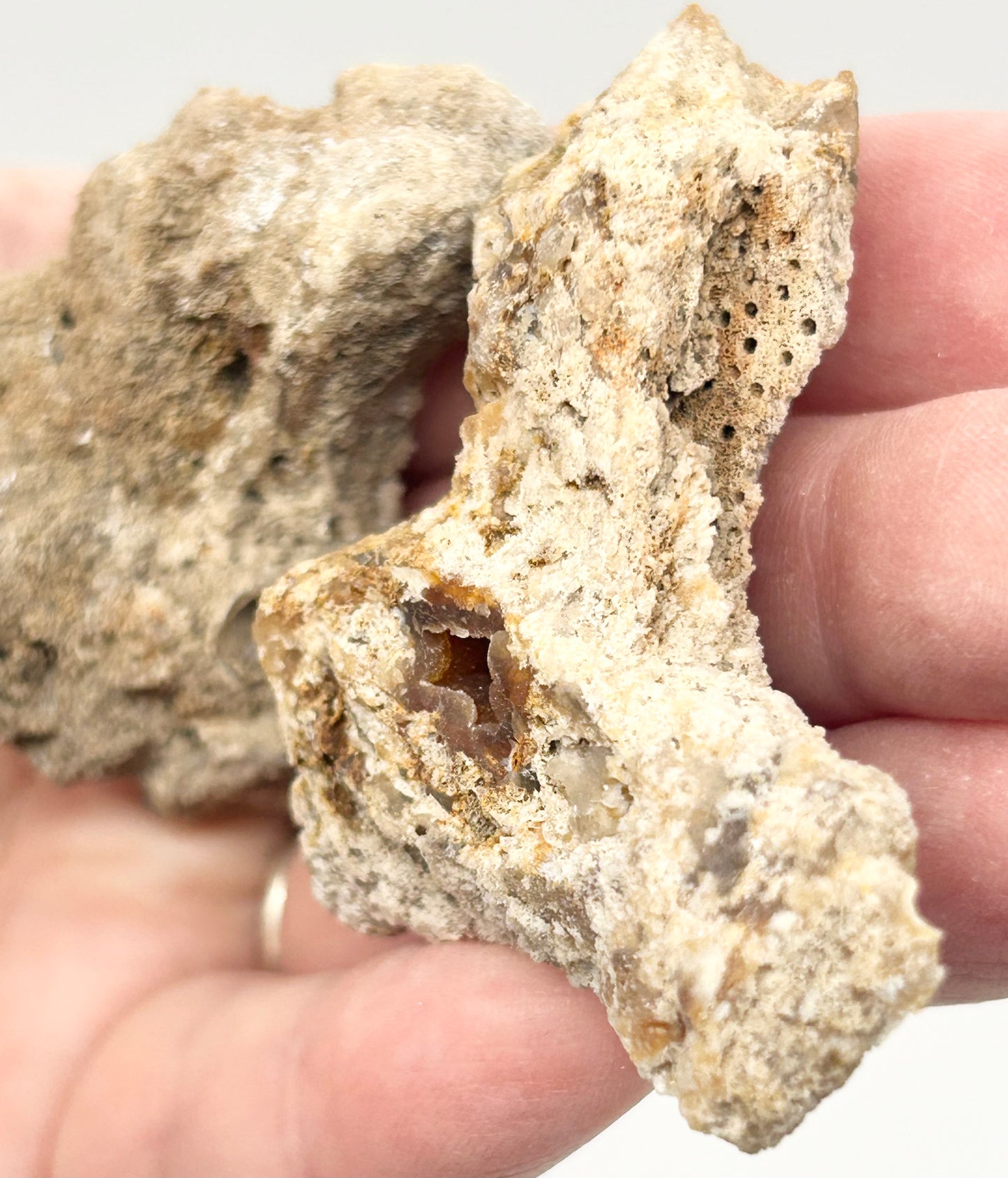 Fossilised Coral 🪸 Double #7 .Limited Edition From Florida, USA 🇺🇸