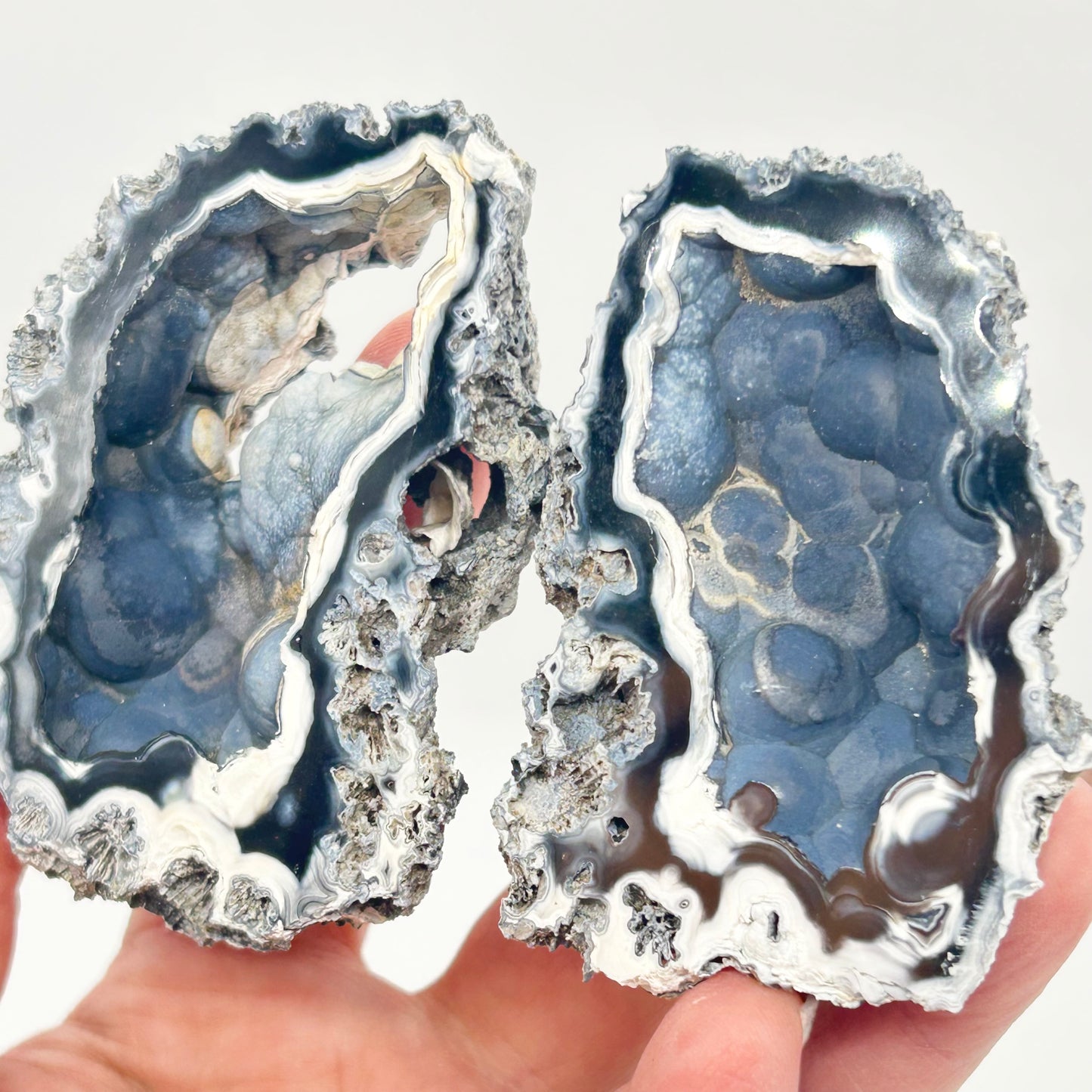 Fossilised Coral 🪸 Double #9 Limited Edition From Florida, USA 🇺🇸o