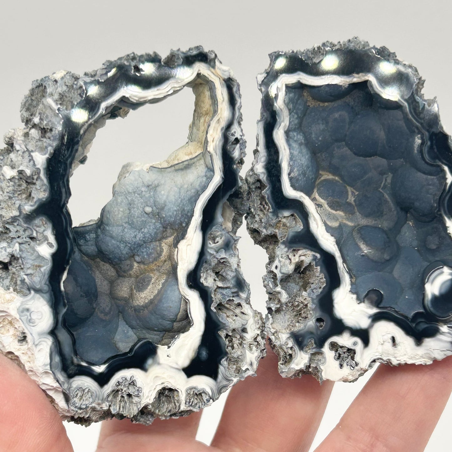 Fossilised Coral 🪸 Double #9 Limited Edition From Florida, USA 🇺🇸o