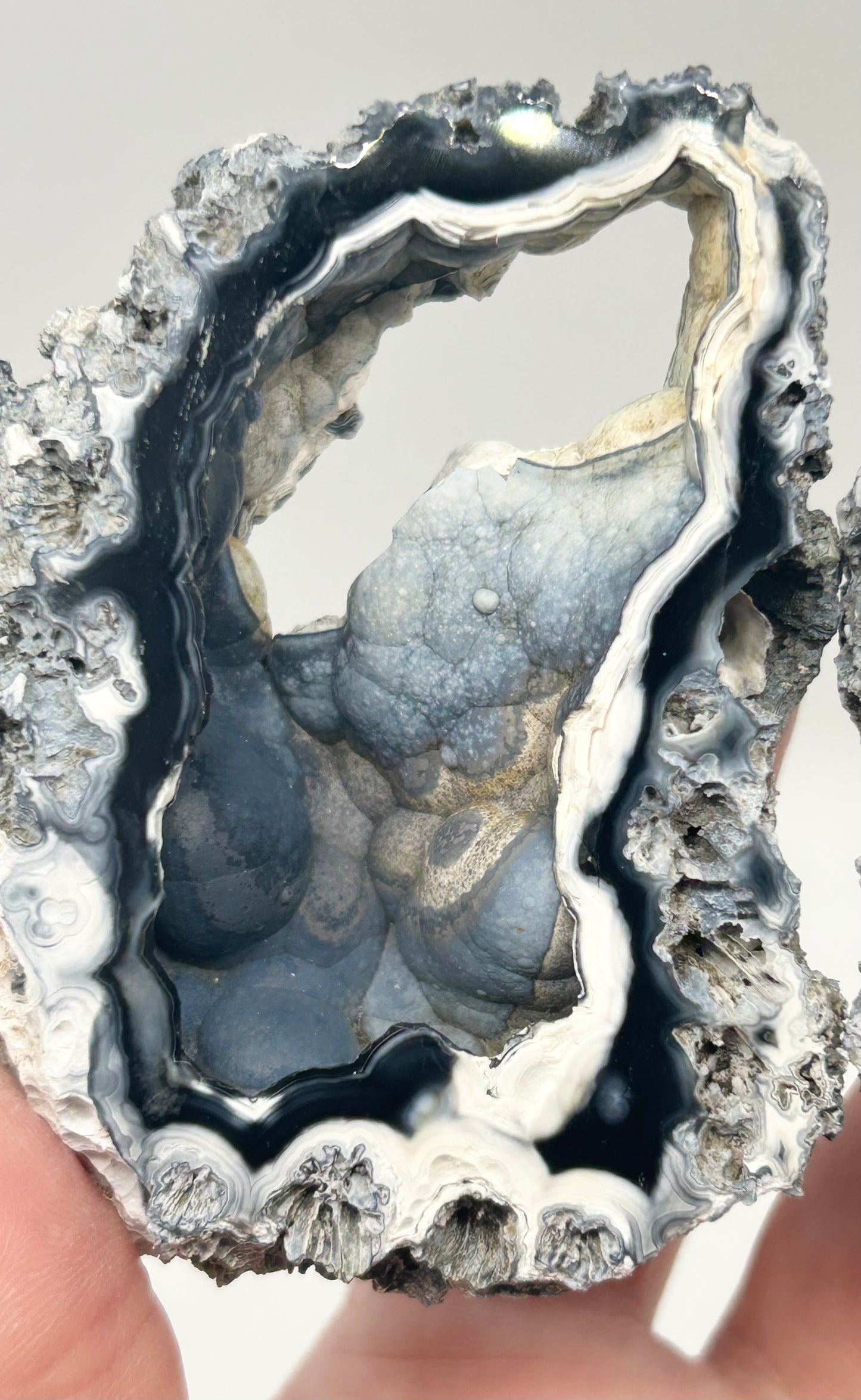 Fossilised Coral 🪸 Double #9 Limited Edition From Florida, USA 🇺🇸o