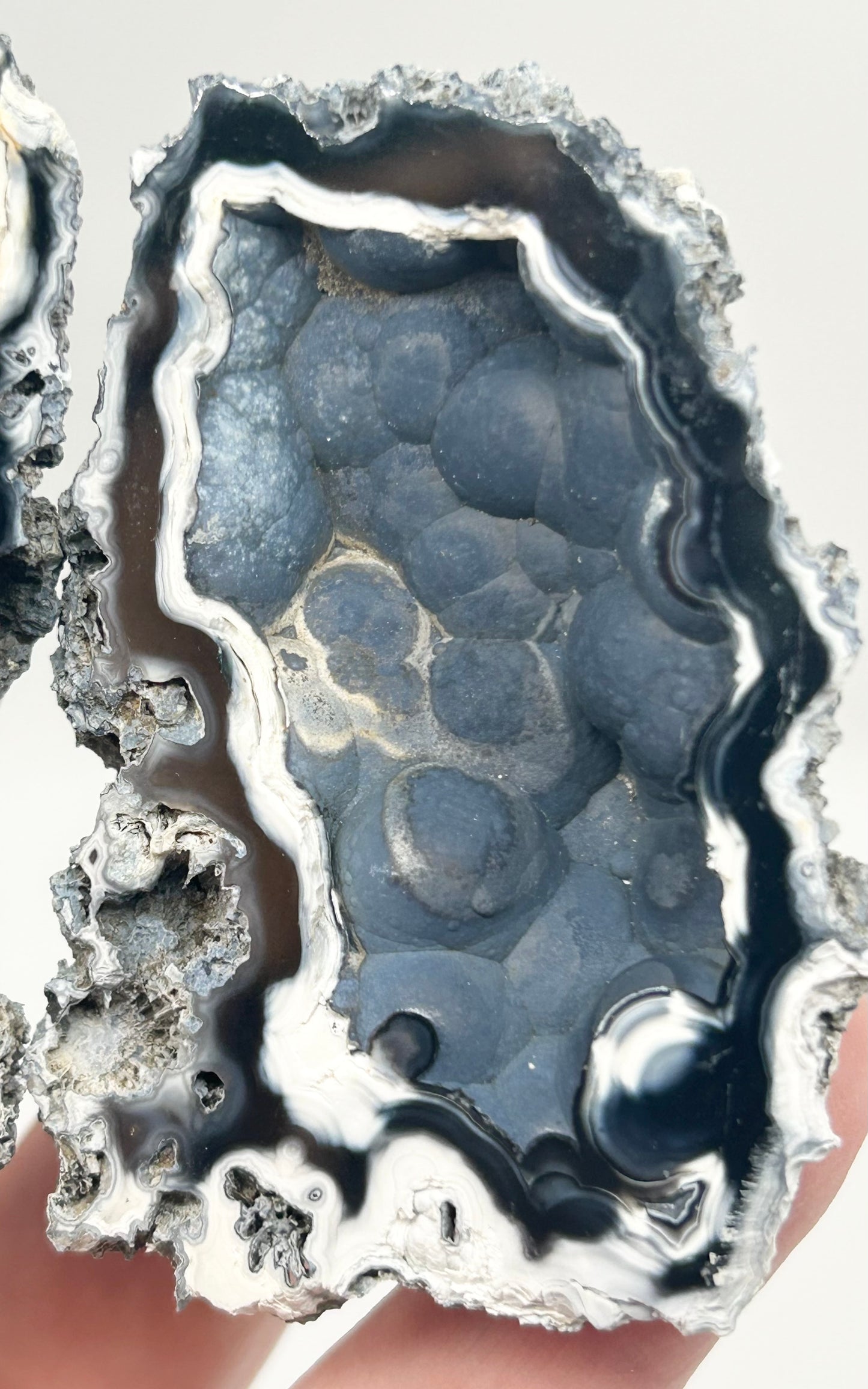 Fossilised Coral 🪸 Double #9 Limited Edition From Florida, USA 🇺🇸o