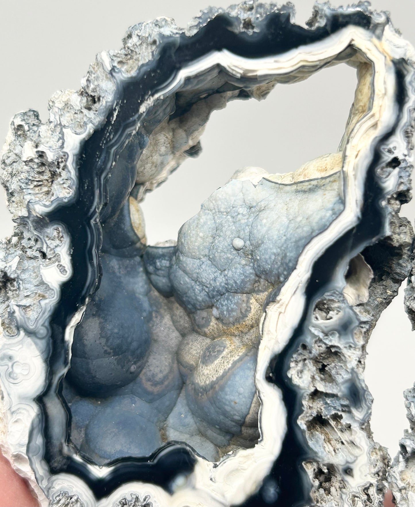 Fossilised Coral 🪸 Double #9 Limited Edition From Florida, USA 🇺🇸o