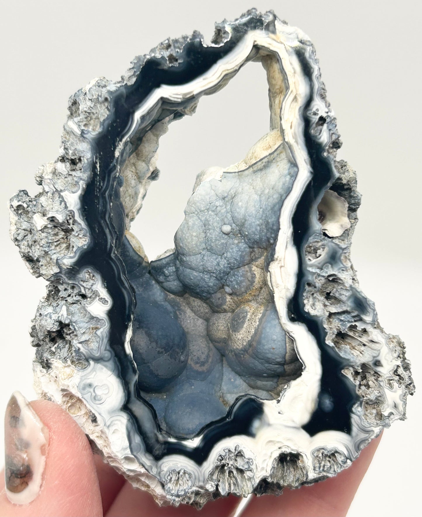 Fossilised Coral 🪸 Double #9 Limited Edition From Florida, USA 🇺🇸o