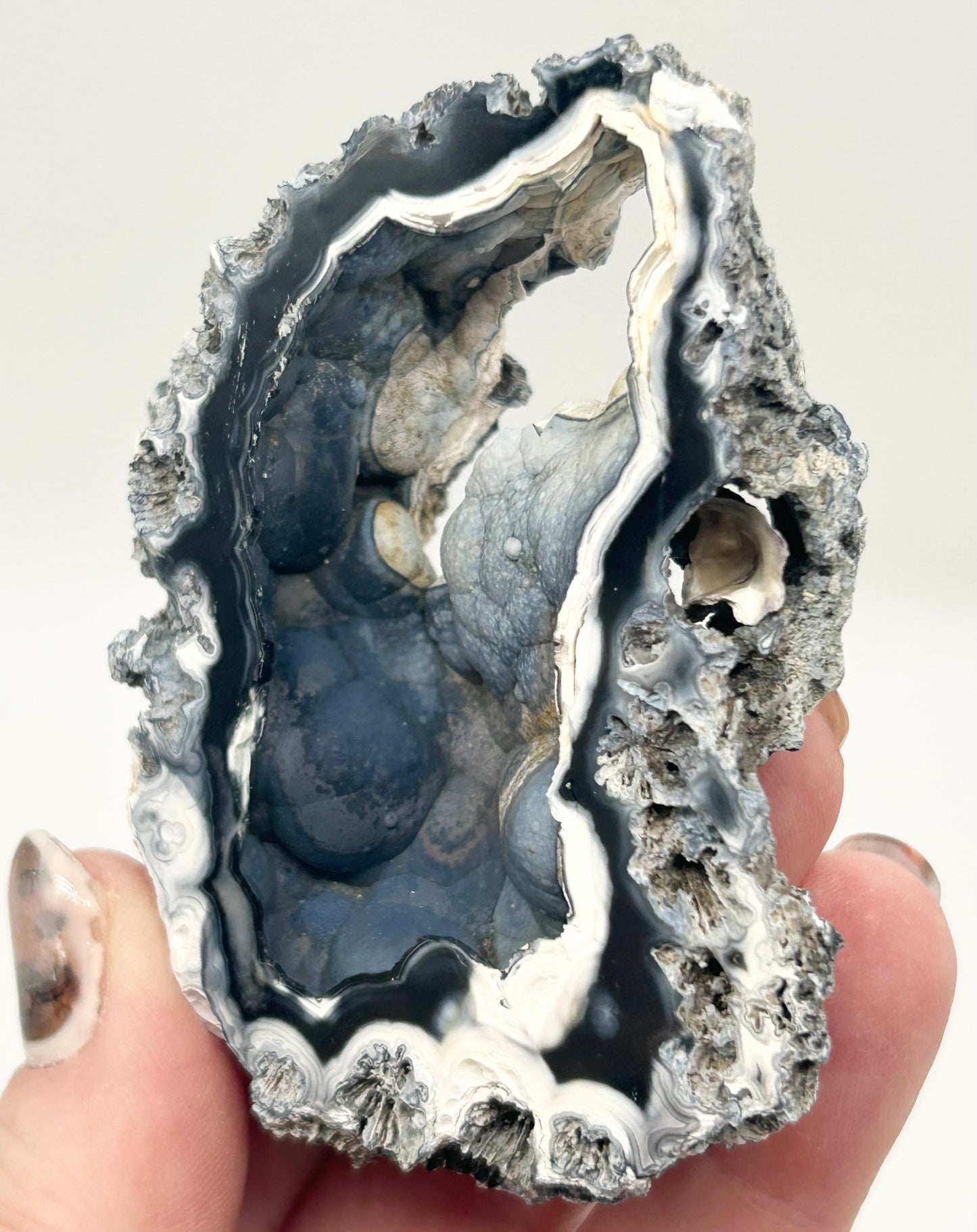 Fossilised Coral 🪸 Double #9 Limited Edition From Florida, USA 🇺🇸o