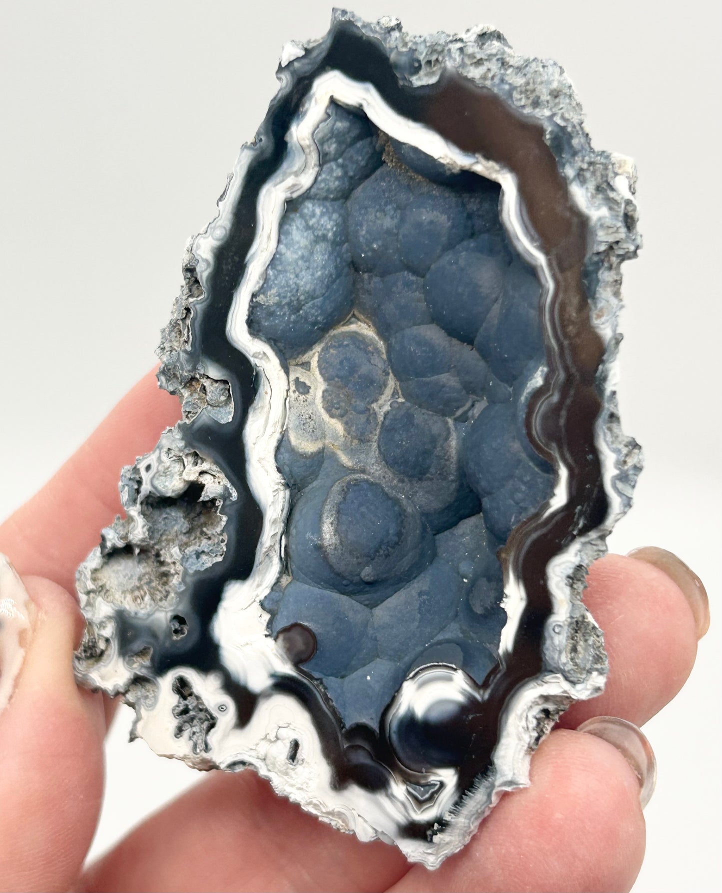 Fossilised Coral 🪸 Double #9 Limited Edition From Florida, USA 🇺🇸o