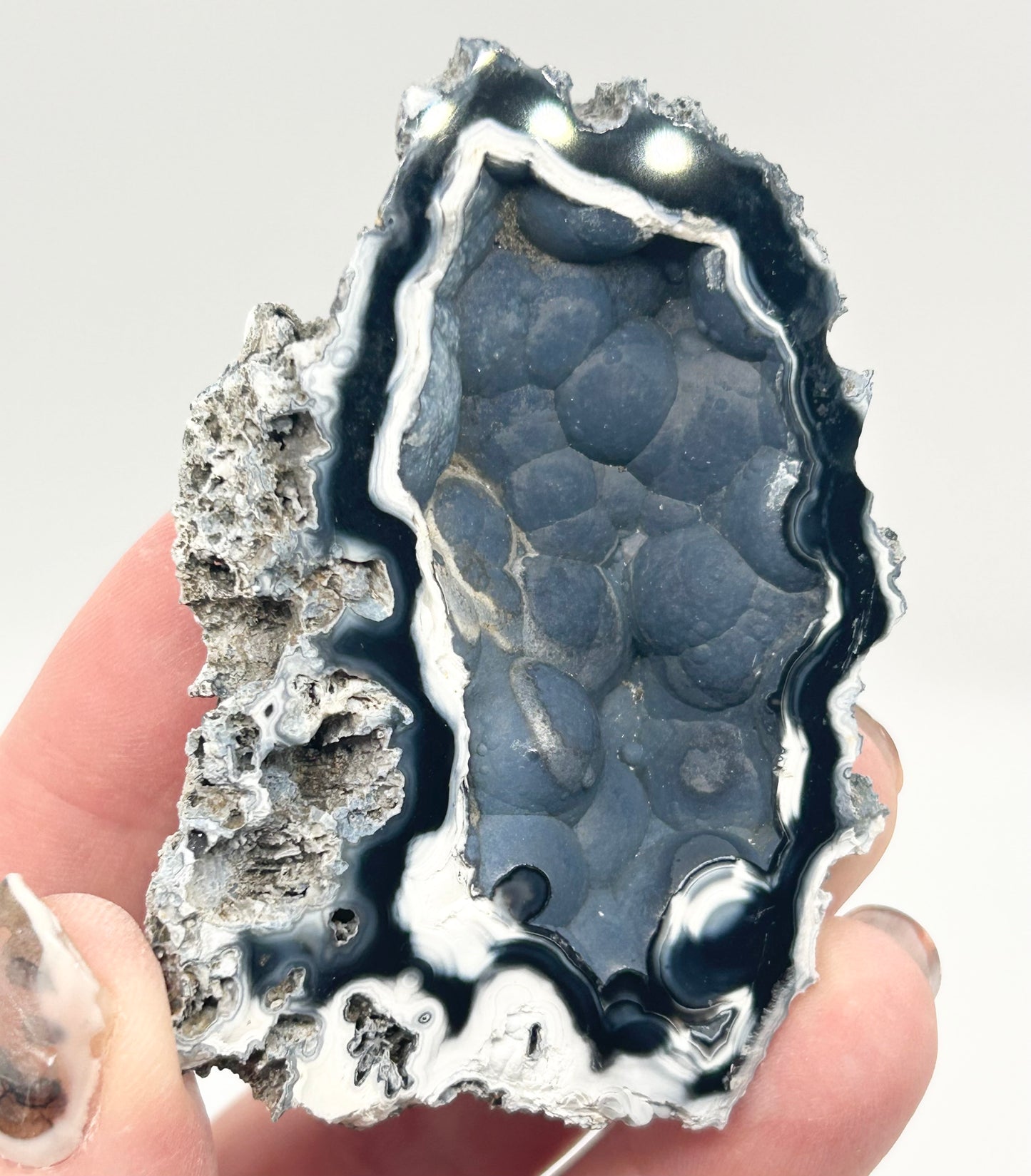 Fossilised Coral 🪸 Double #9 Limited Edition From Florida, USA 🇺🇸o