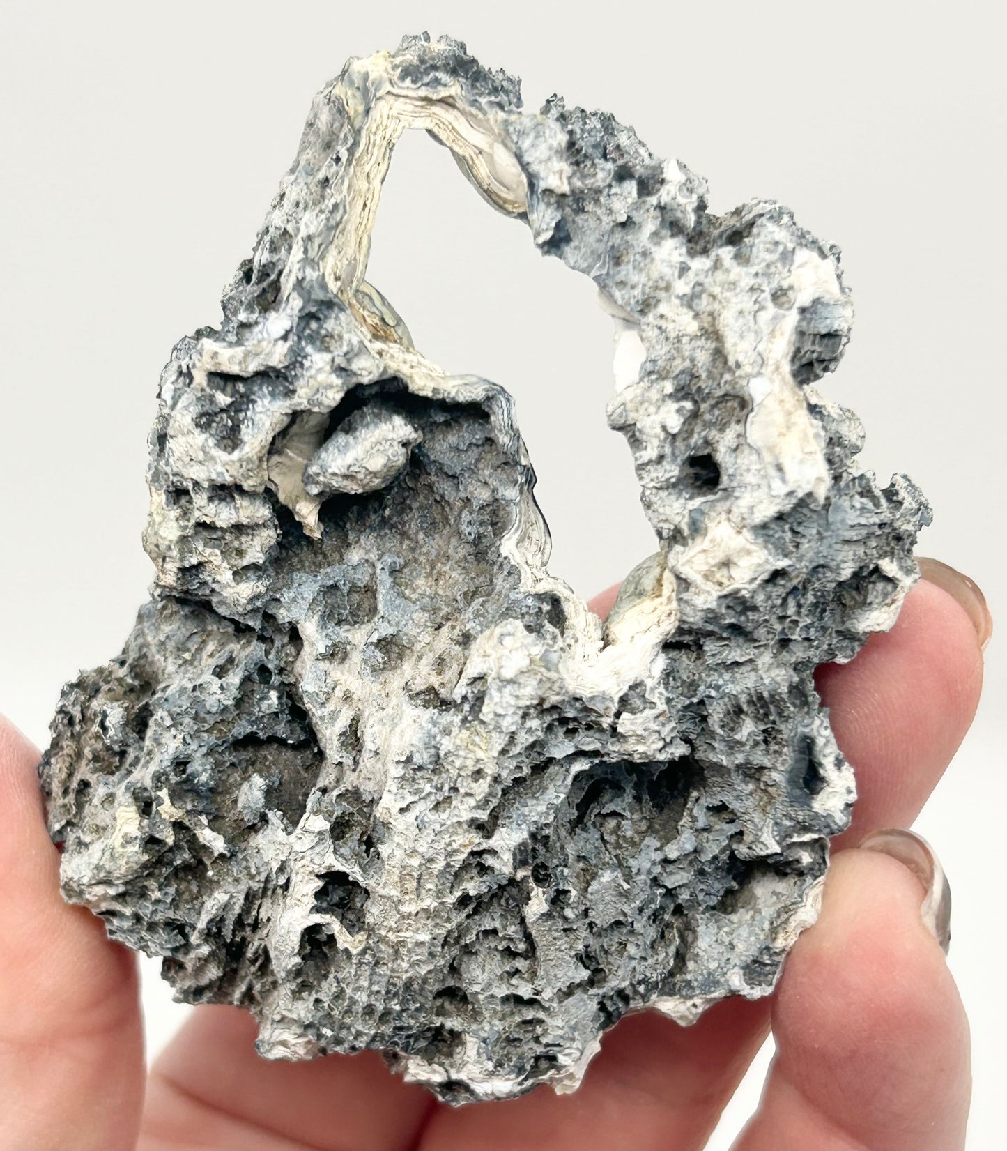 Fossilised Coral 🪸 Double #9 Limited Edition From Florida, USA 🇺🇸o