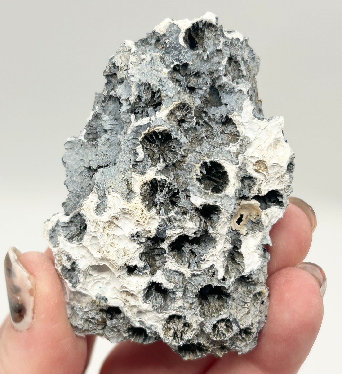 Fossilised Coral 🪸 Double #9 Limited Edition From Florida, USA 🇺🇸o