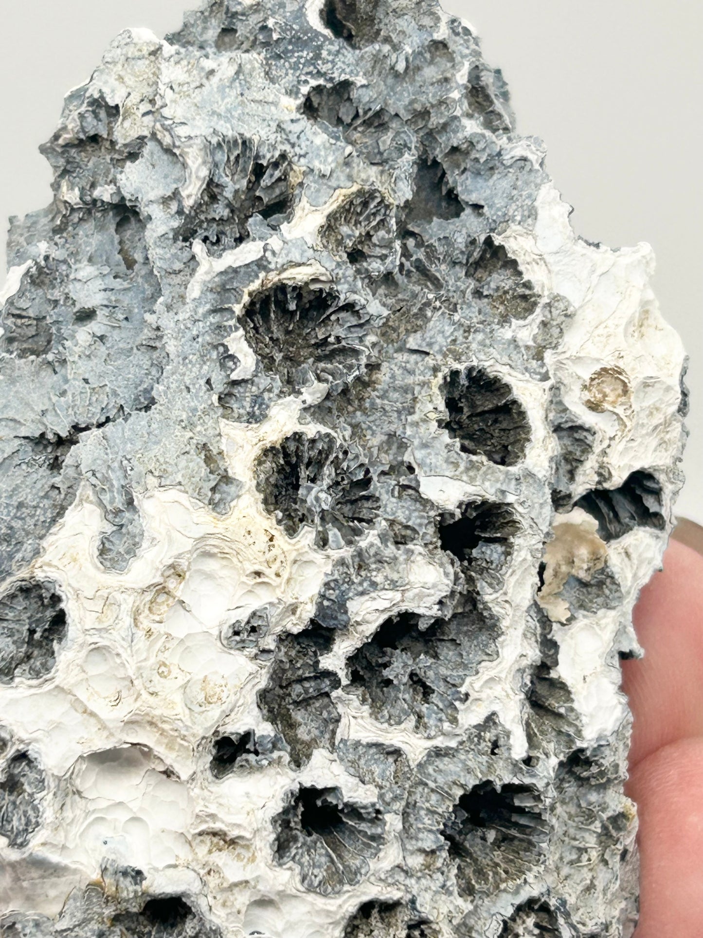 Fossilised Coral 🪸 Double #9 Limited Edition From Florida, USA 🇺🇸o