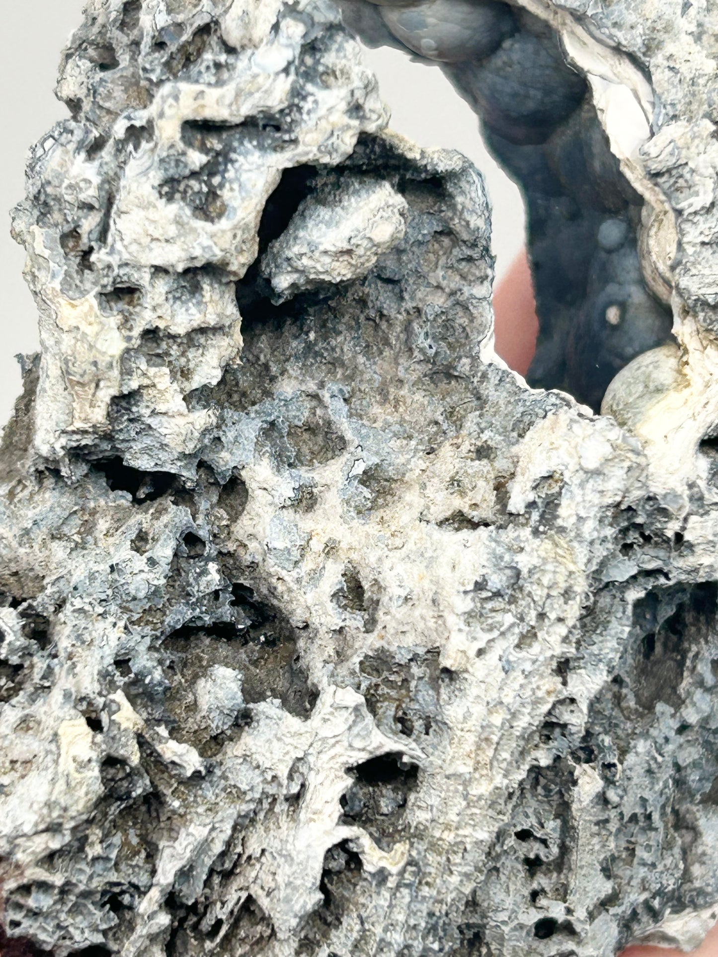 Fossilised Coral 🪸 Double #9 Limited Edition From Florida, USA 🇺🇸o