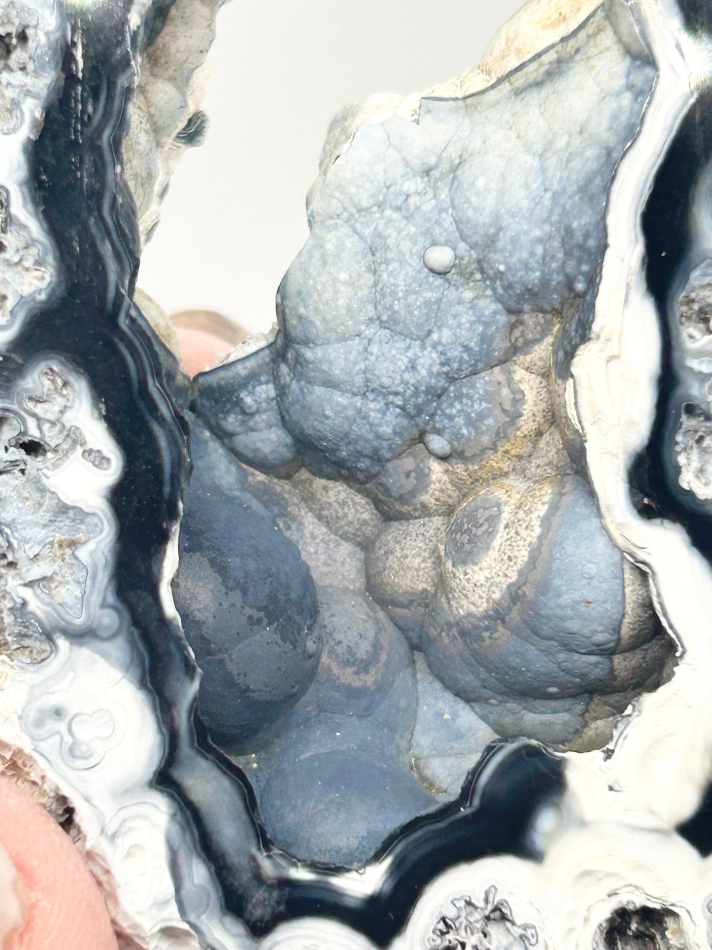 Fossilised Coral 🪸 Double #9 Limited Edition From Florida, USA 🇺🇸o