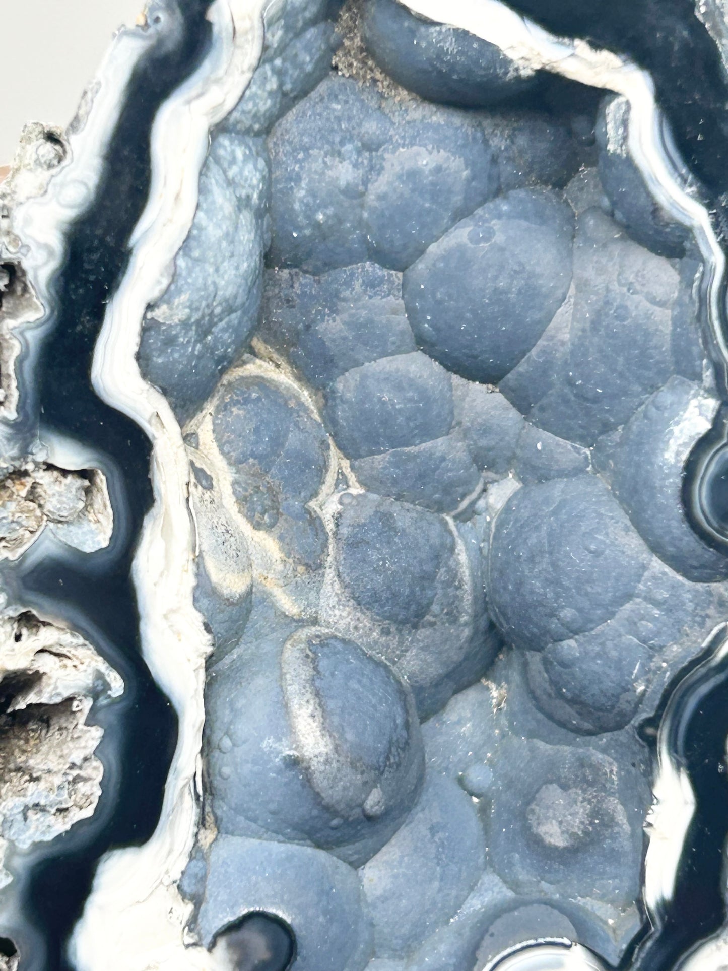 Fossilised Coral 🪸 Double #9 Limited Edition From Florida, USA 🇺🇸o