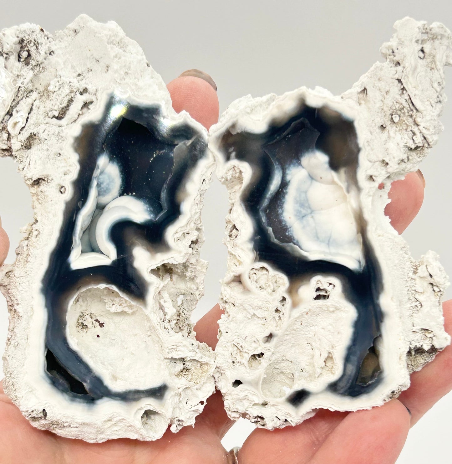 Fossilised Coral 🪸 Double #10 Limited Edition From Florida, USA 🇺🇸