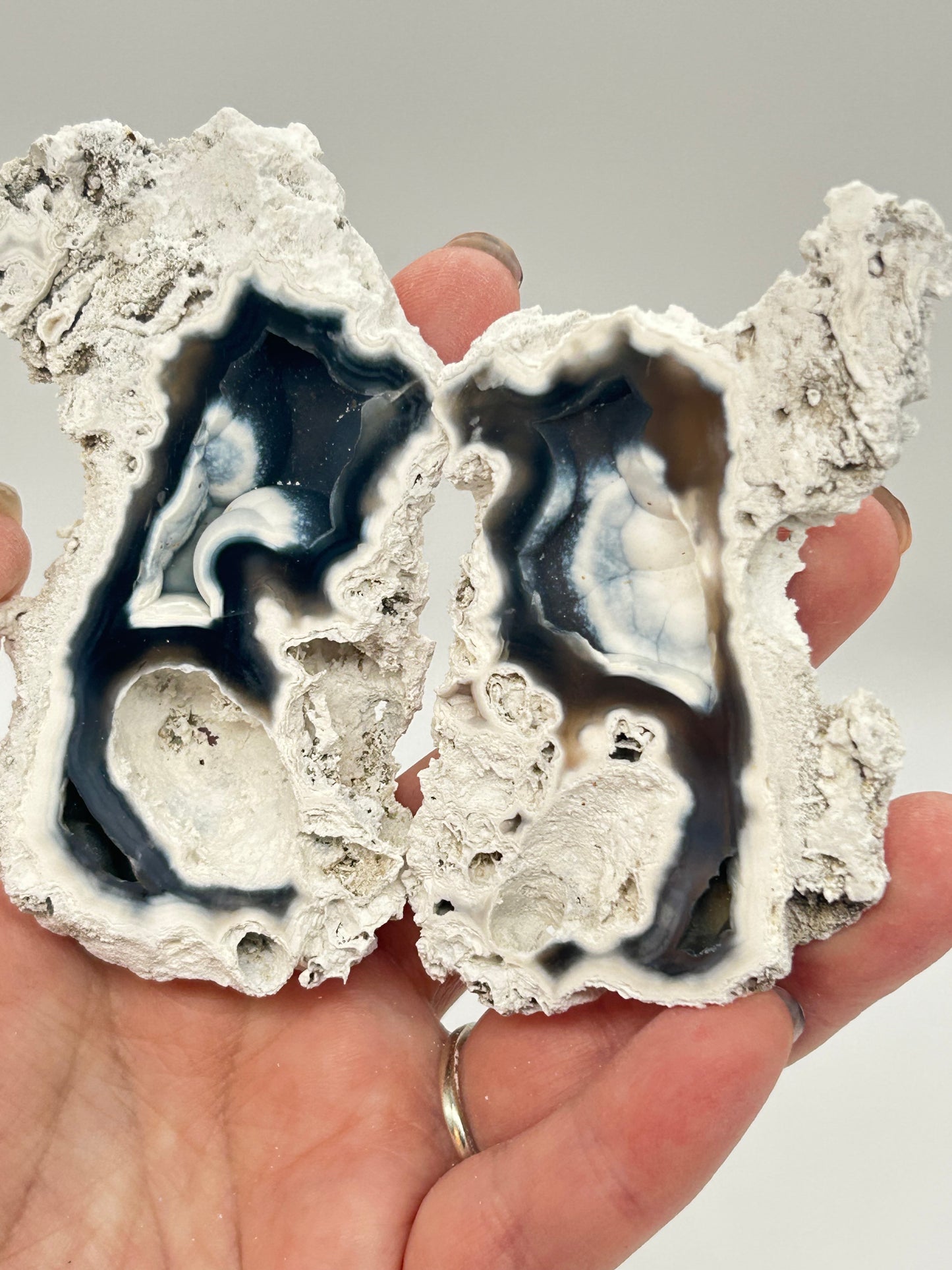 Fossilised Coral 🪸 Double #10 Limited Edition From Florida, USA 🇺🇸