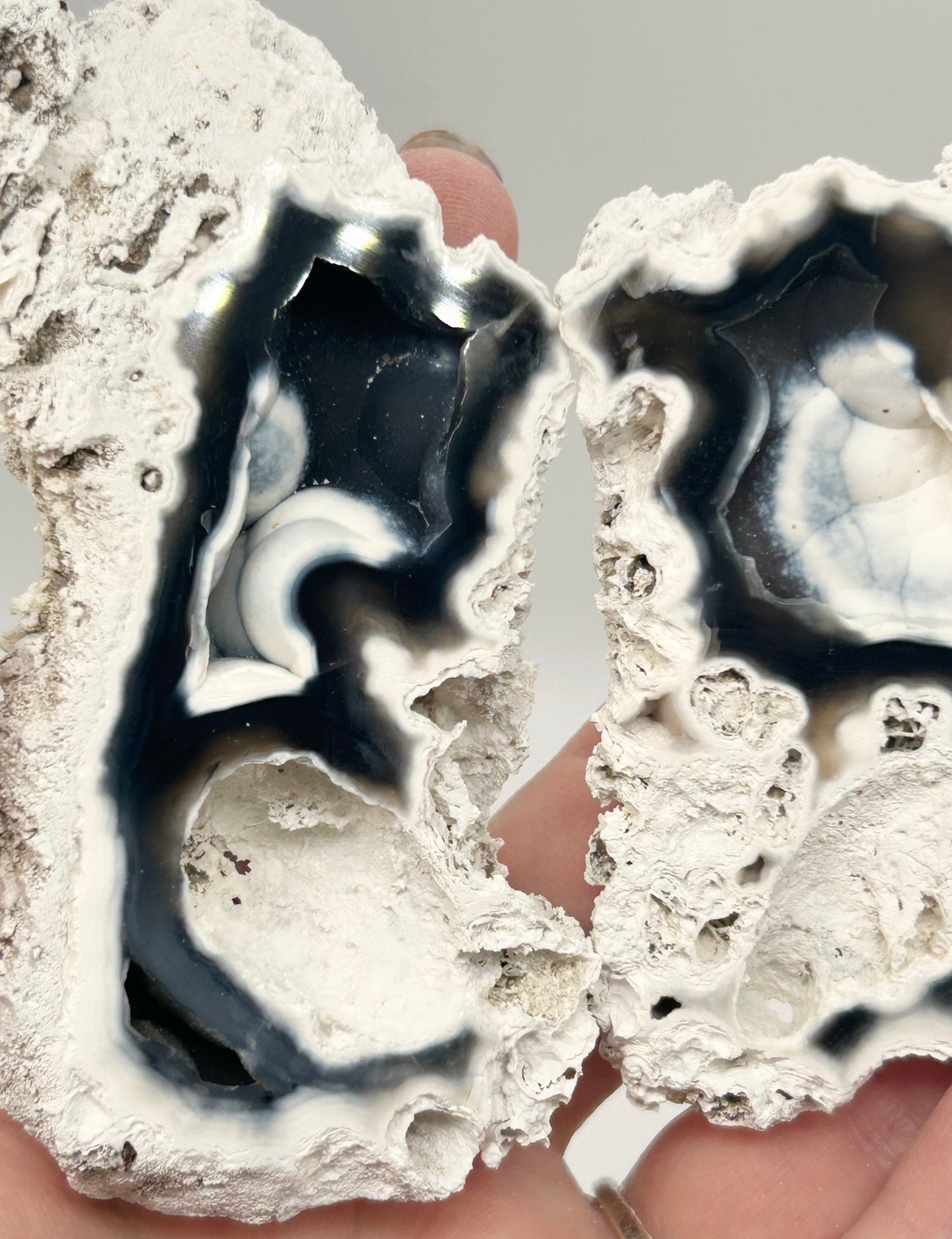 Fossilised Coral 🪸 Double #10 Limited Edition From Florida, USA 🇺🇸