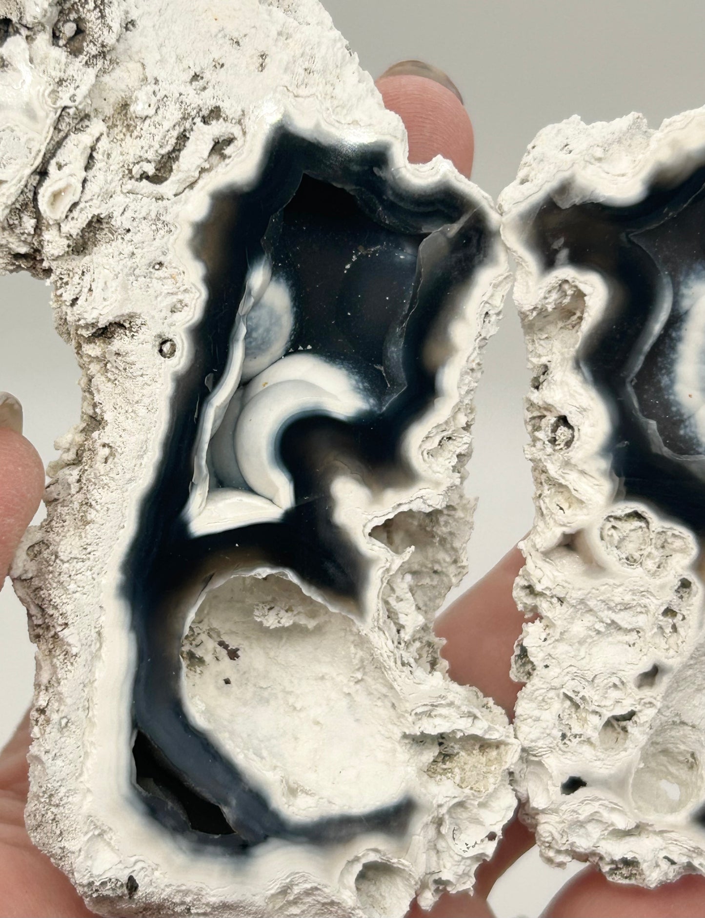 Fossilised Coral 🪸 Double #10 Limited Edition From Florida, USA 🇺🇸
