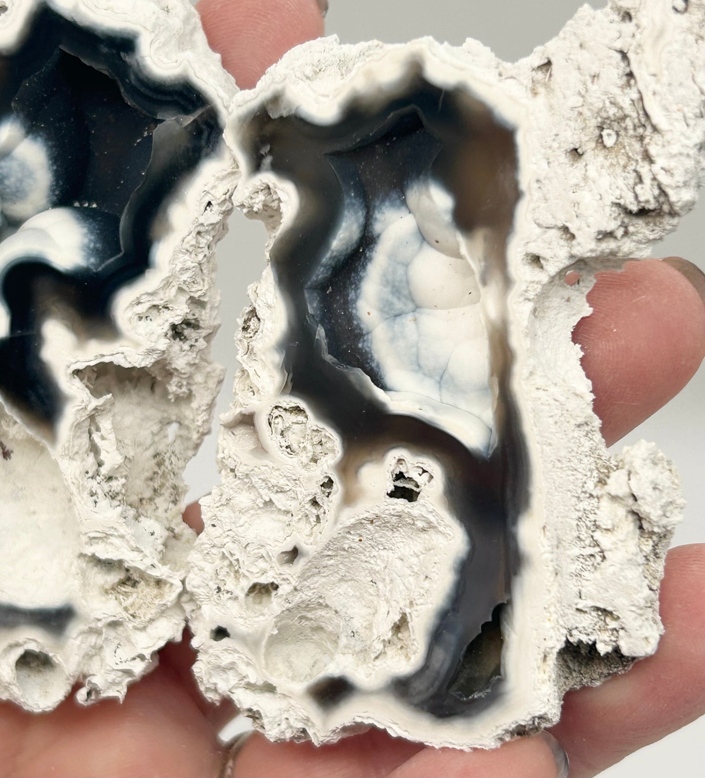 Fossilised Coral 🪸 Double #10 Limited Edition From Florida, USA 🇺🇸