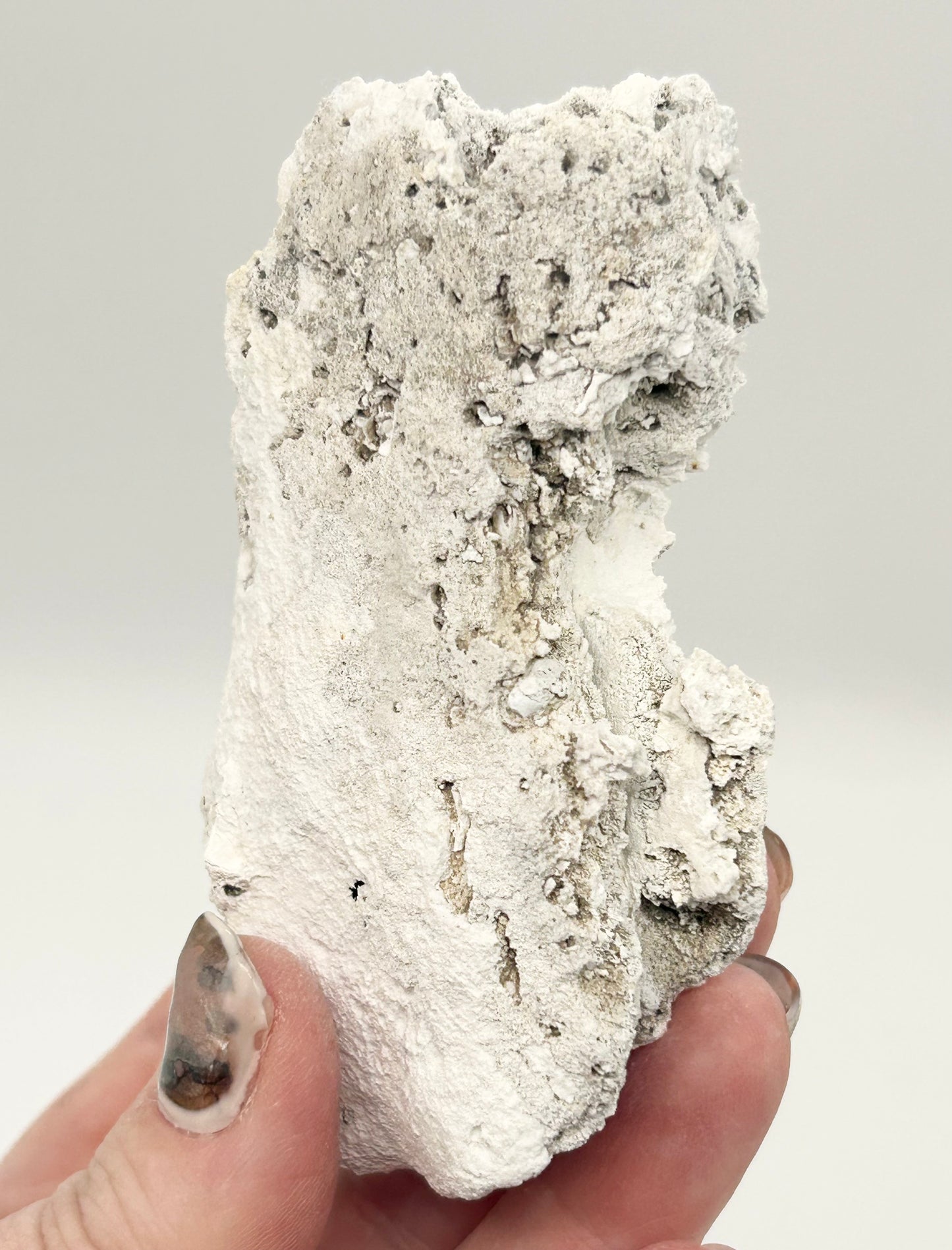 Fossilised Coral 🪸 Double #10 Limited Edition From Florida, USA 🇺🇸