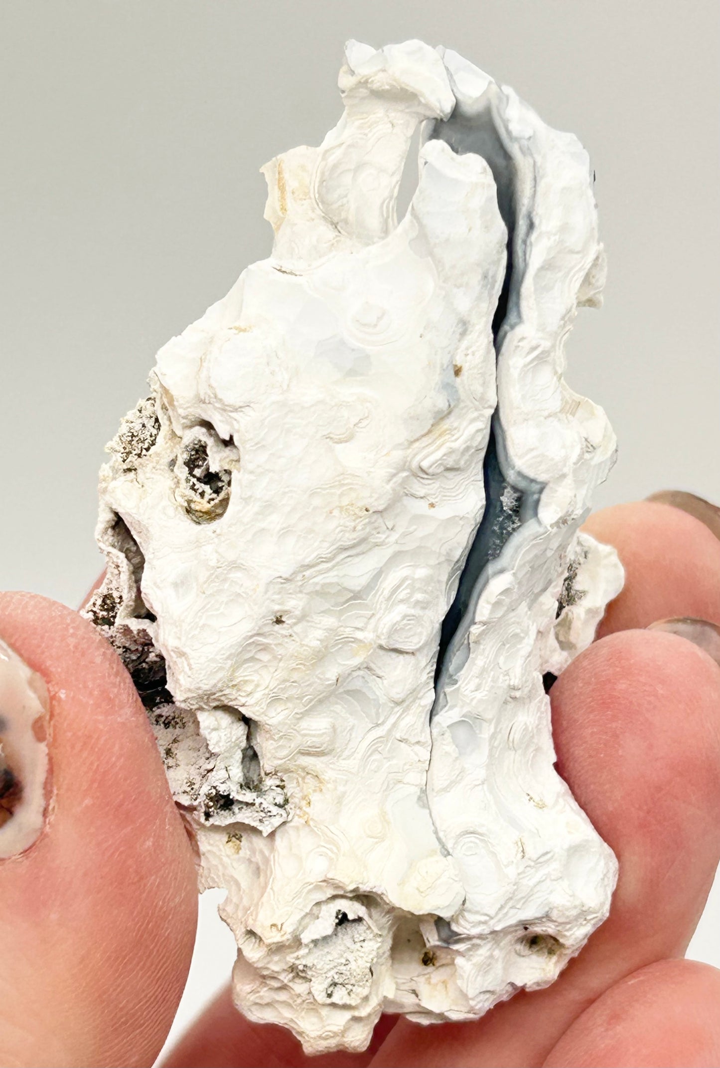 Fossilised Coral 🪸 Double #11 Limited Edition From Florida, USA 🇺🇸
