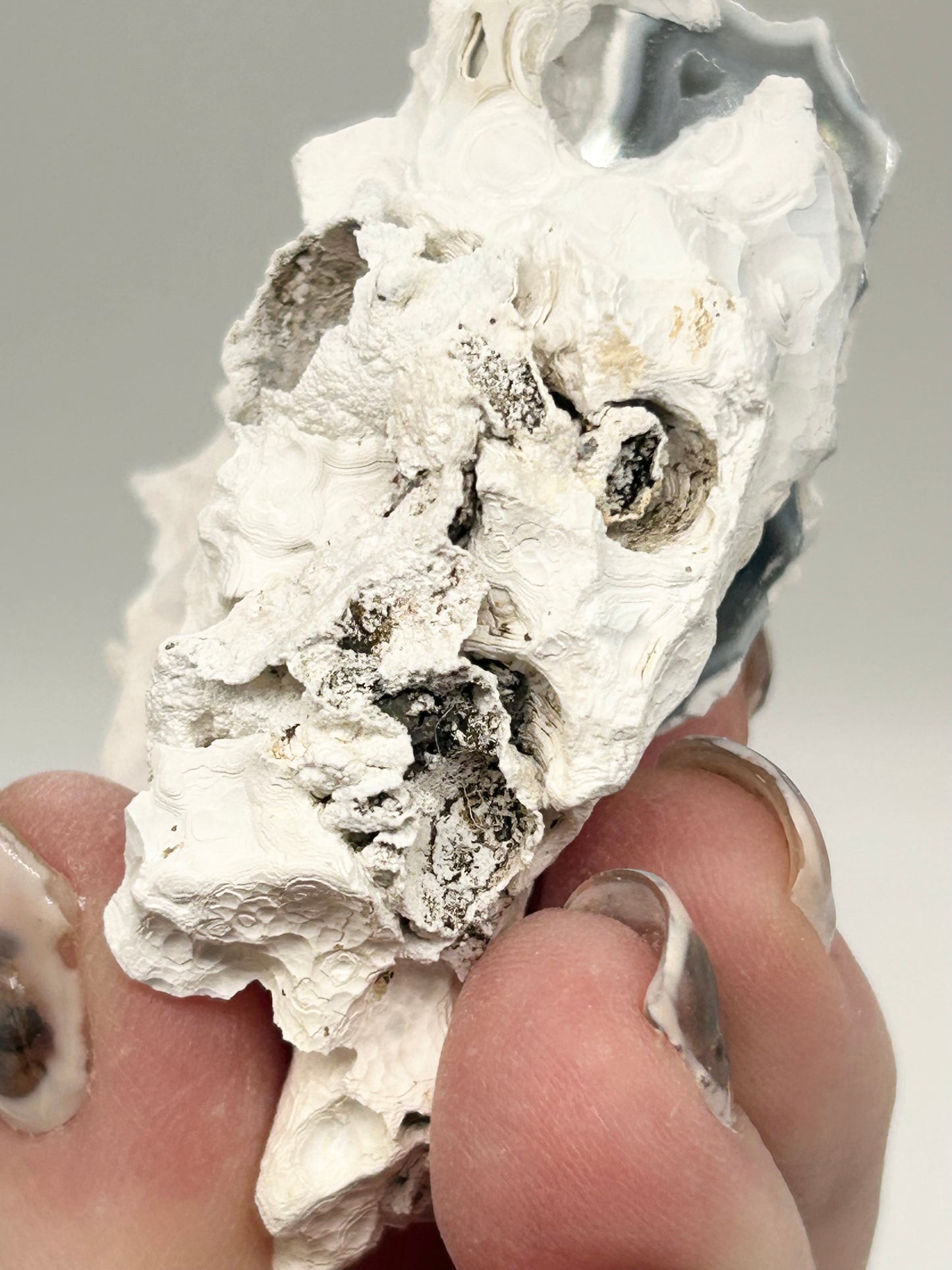 Fossilised Coral 🪸 Double #11 Limited Edition From Florida, USA 🇺🇸