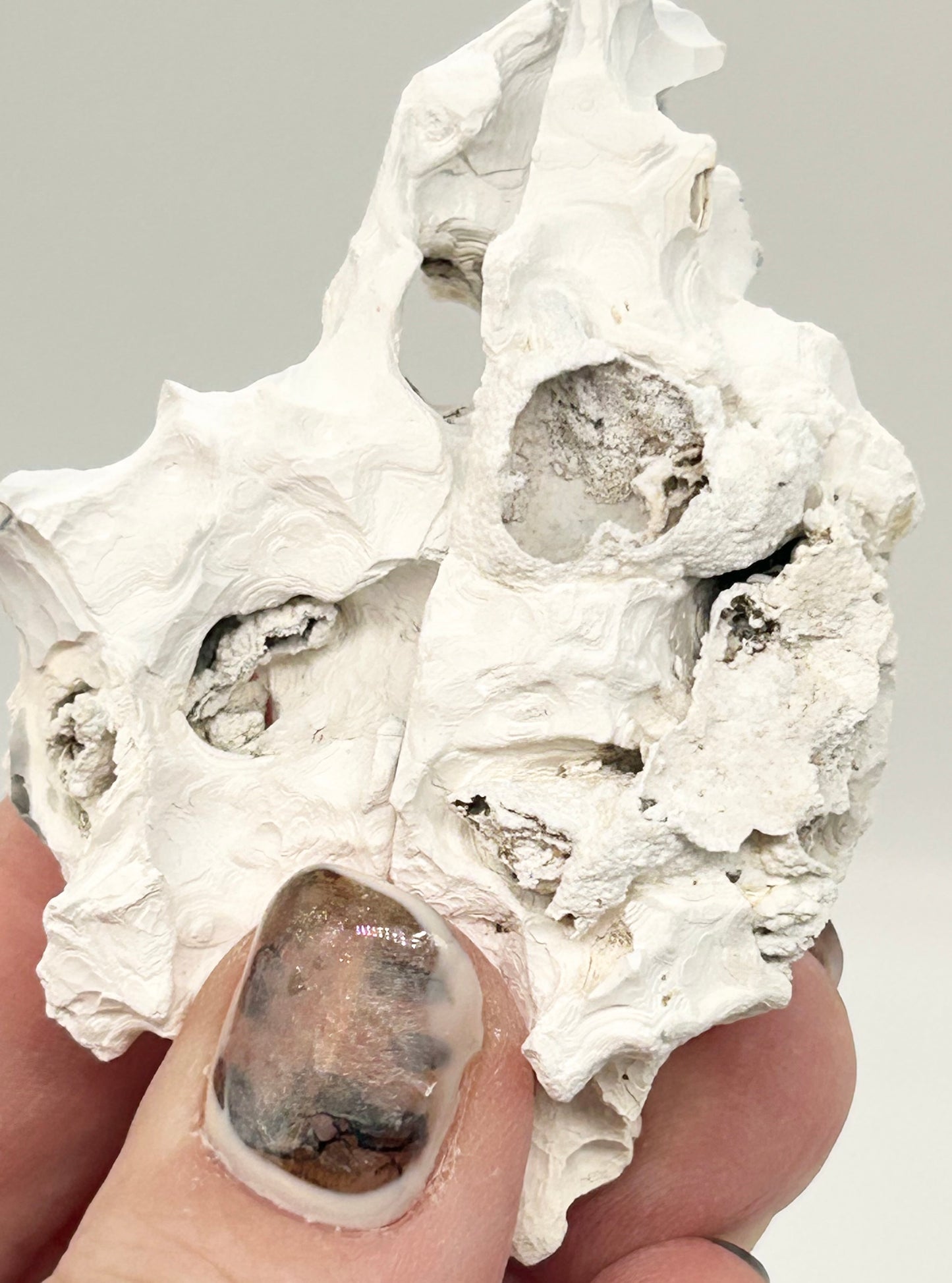 Fossilised Coral 🪸 Double #11 Limited Edition From Florida, USA 🇺🇸