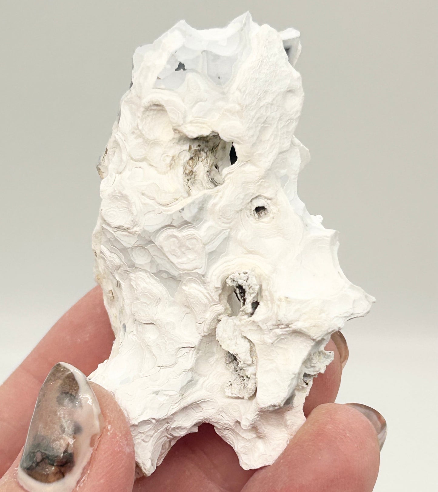 Fossilised Coral 🪸 Double #11 Limited Edition From Florida, USA 🇺🇸