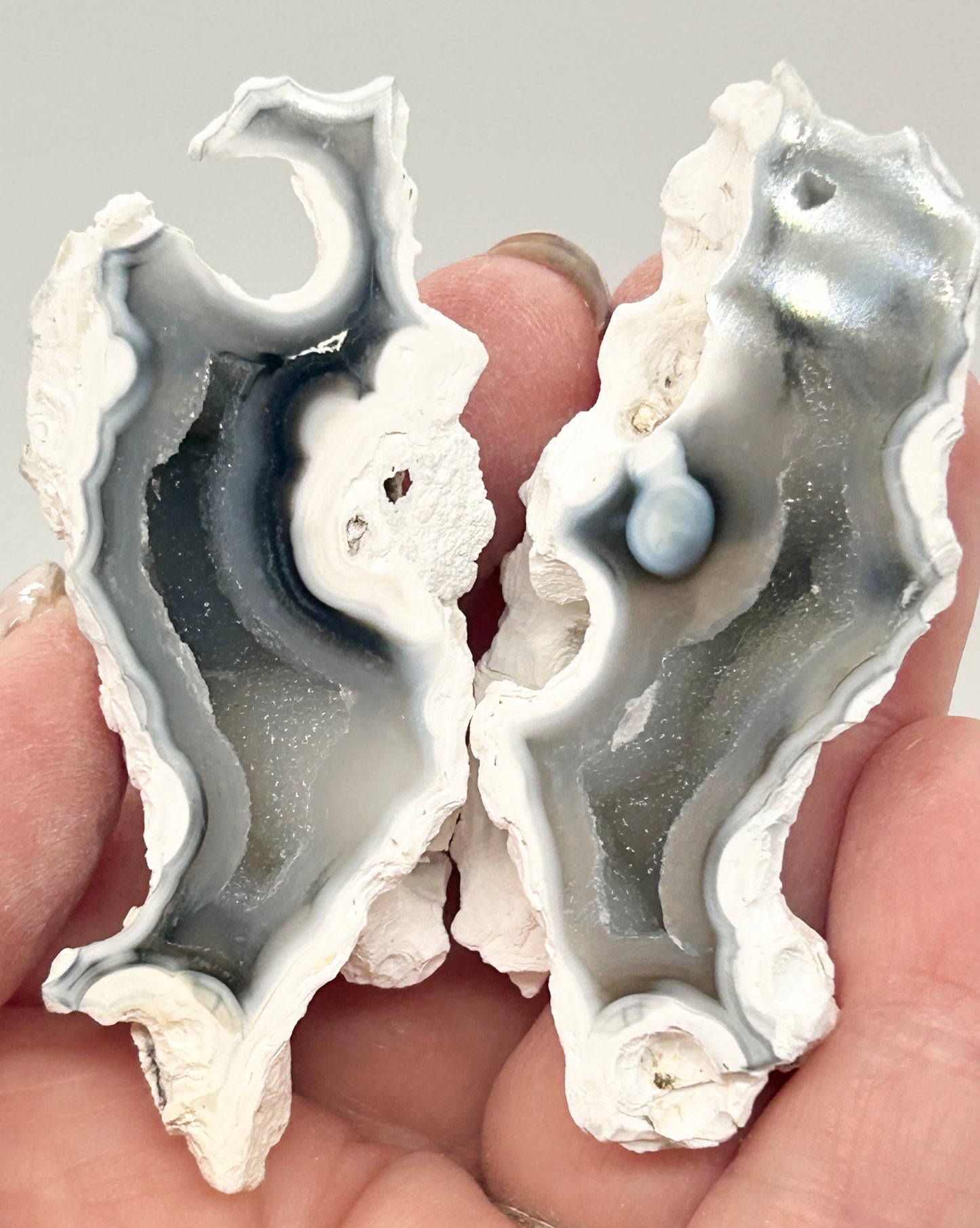 Fossilised Coral 🪸 Double #11 Limited Edition From Florida, USA 🇺🇸