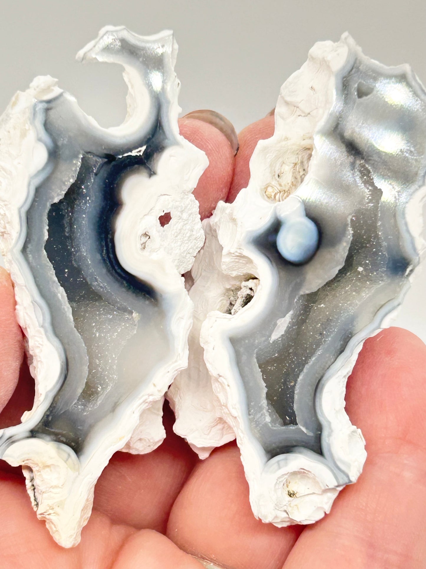 Fossilised Coral 🪸 Double #11 Limited Edition From Florida, USA 🇺🇸